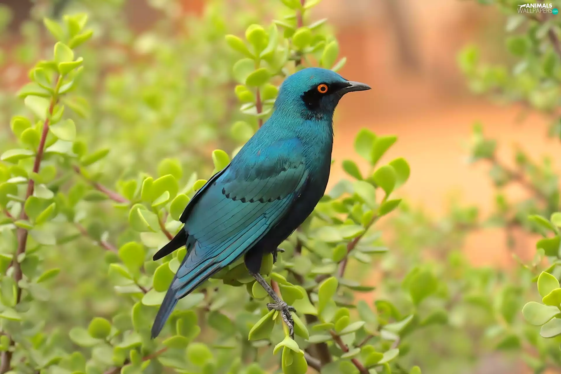 plants, blue, birdies