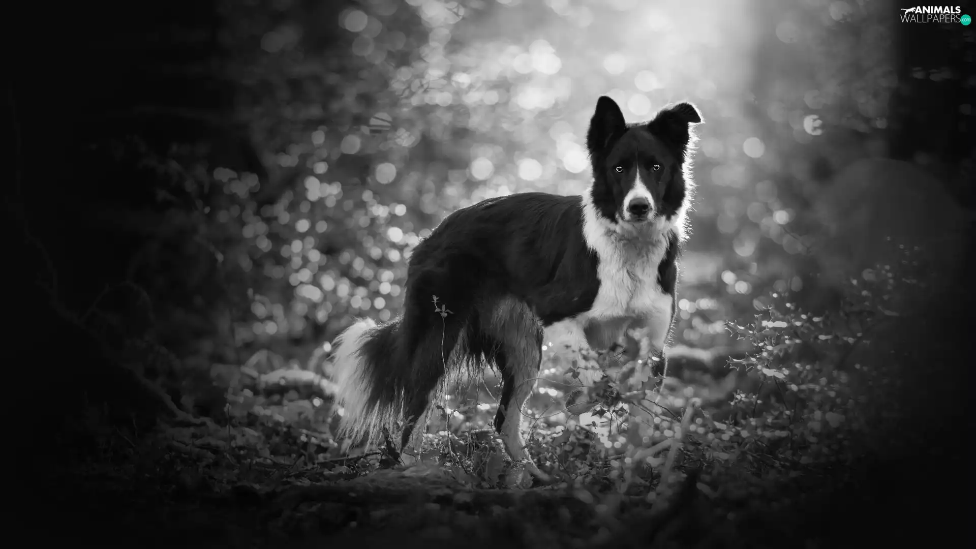 dog, Plants, Bokeh, Border Collie