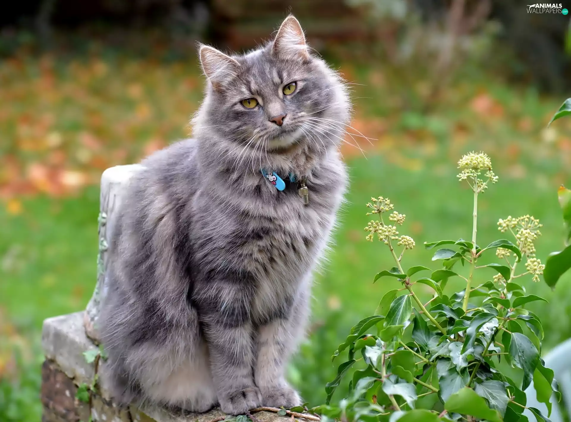 plants, Gray, cat