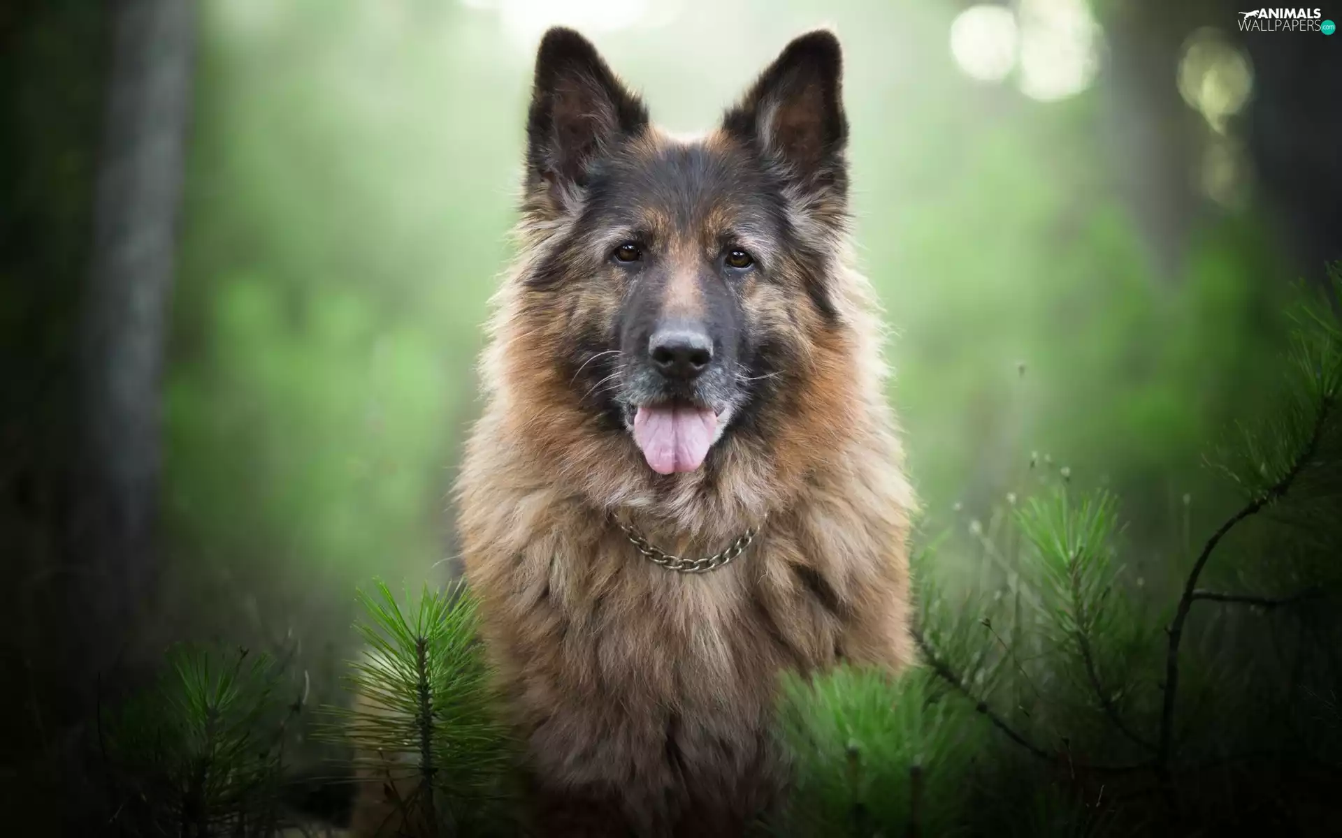 German Shepherd, tongue, Plants, neck chain