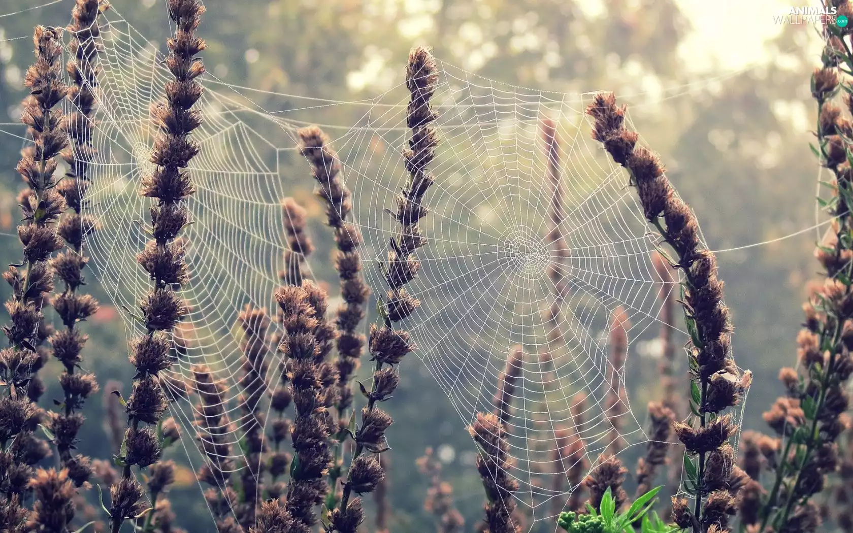 Plants, Web, dry