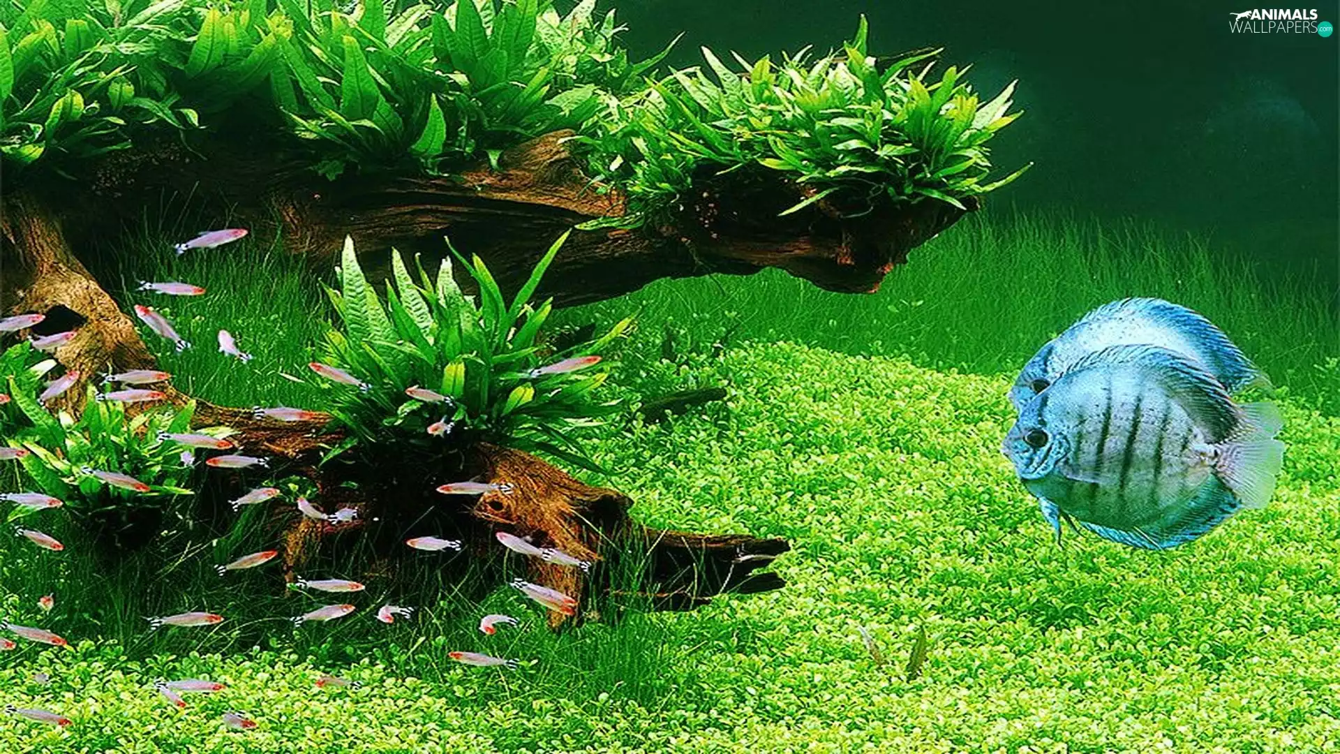 plants, aquarium, fishes
