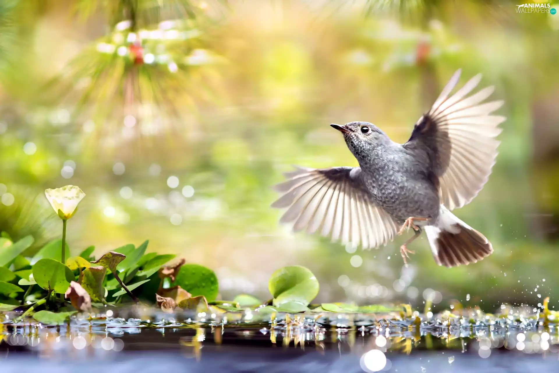 ligh, water, flash, Plants, Bird, sun, luminosity