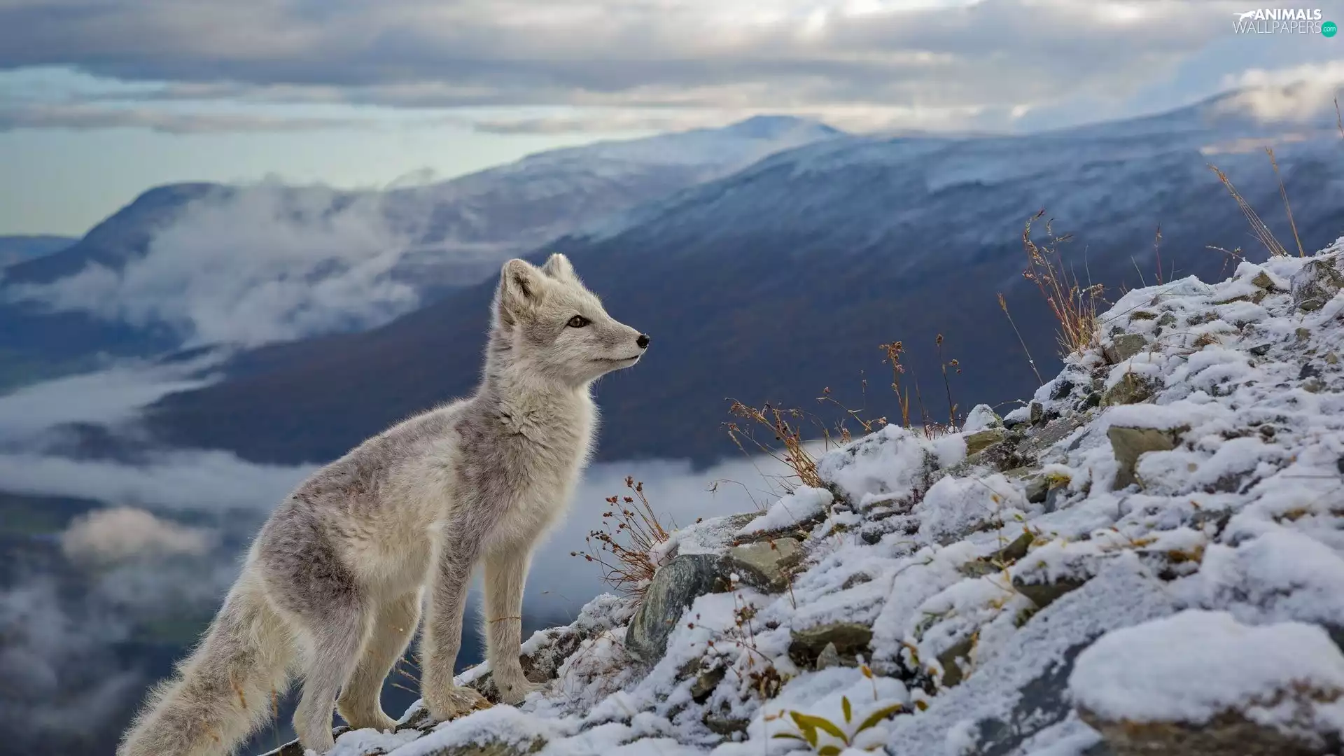 snow, Arctic Fox, Plants, Mountains, dry, Stones