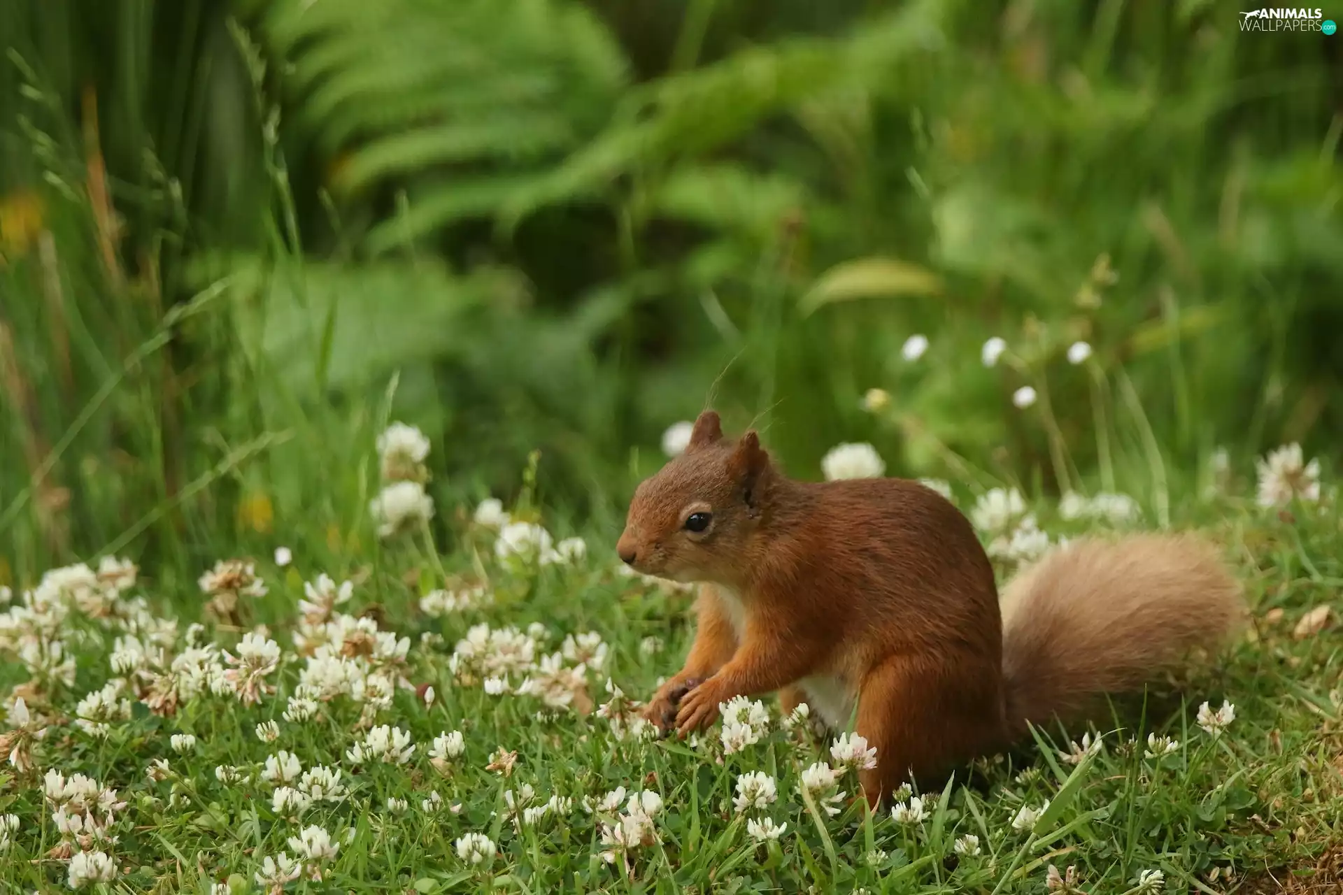 Plants, squirrel, grass