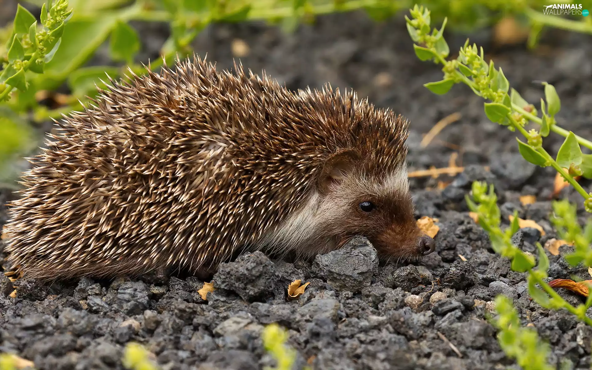 Plants, hedgehog, gravel