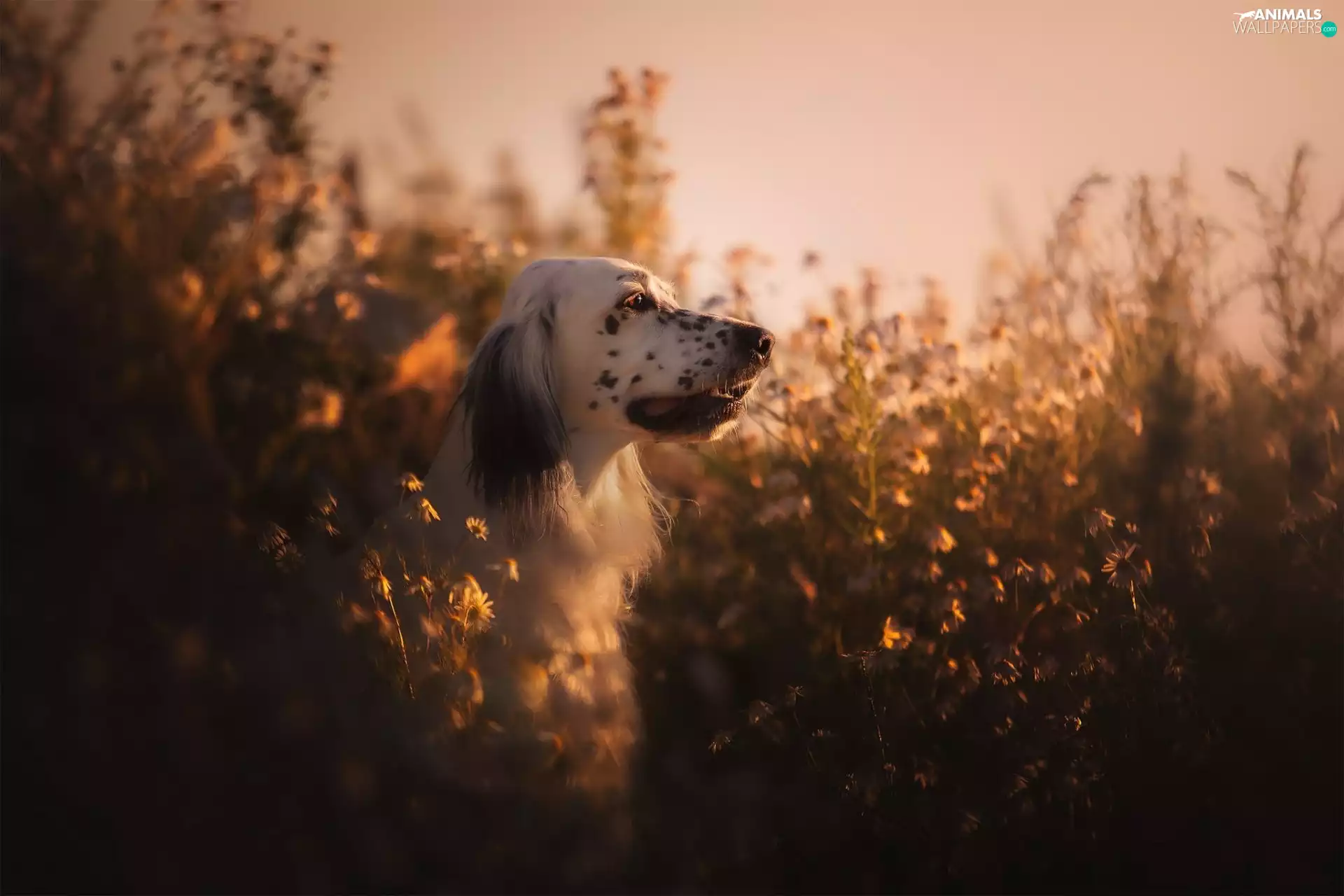 Great Sunsets, dog, Plants