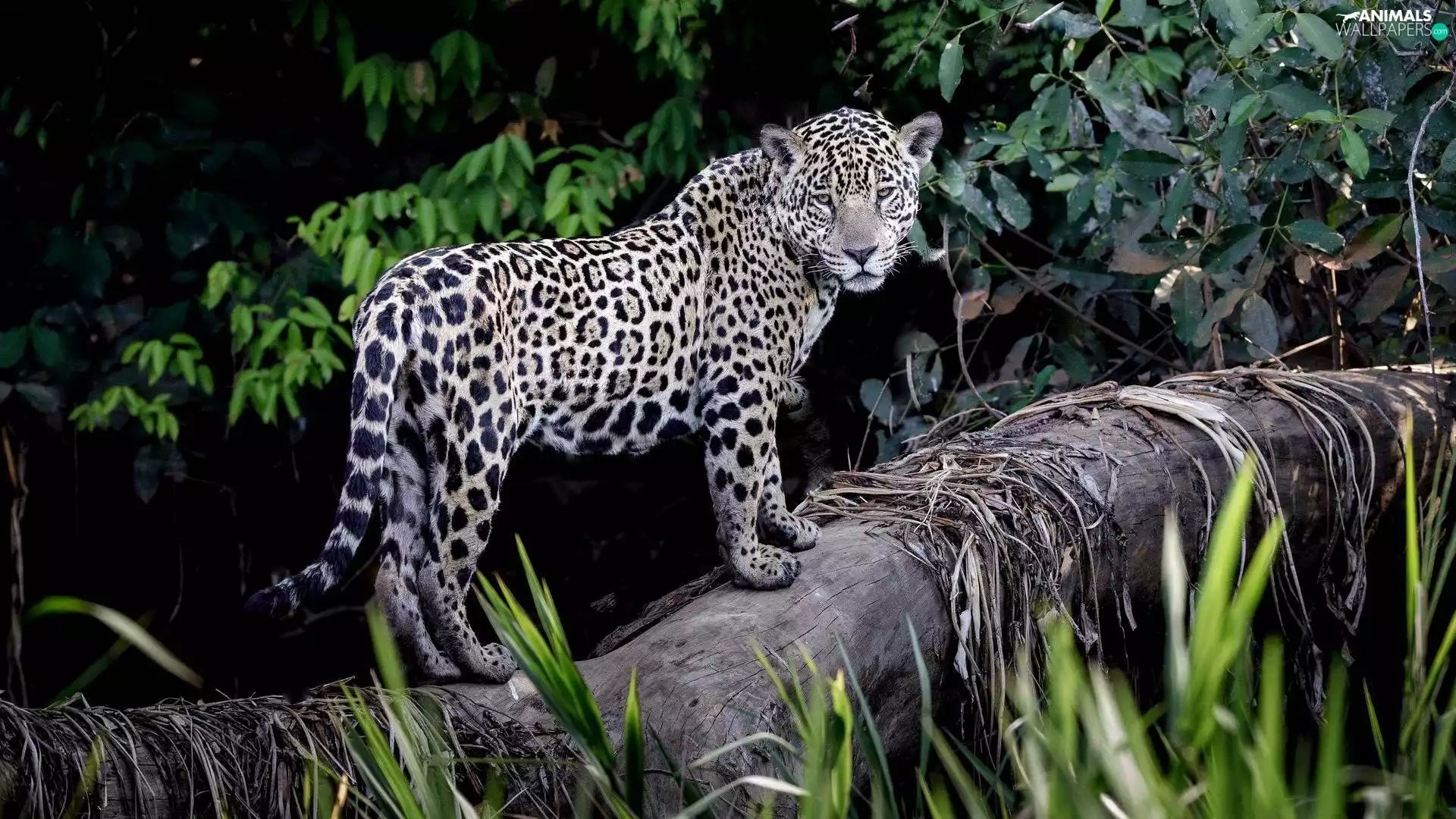 trees, Leopards, Twigs, Plants, viewes, log