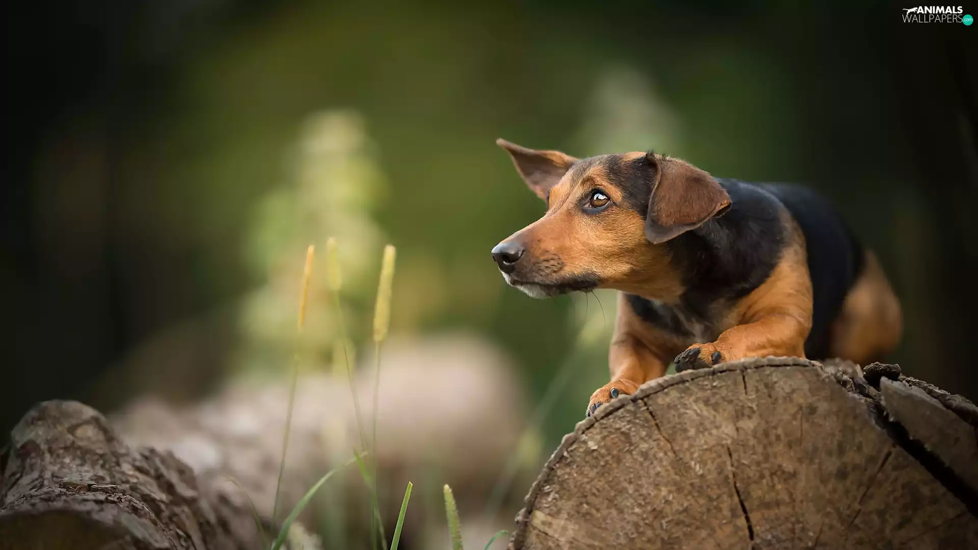 log, plants, muzzle, trees, dog