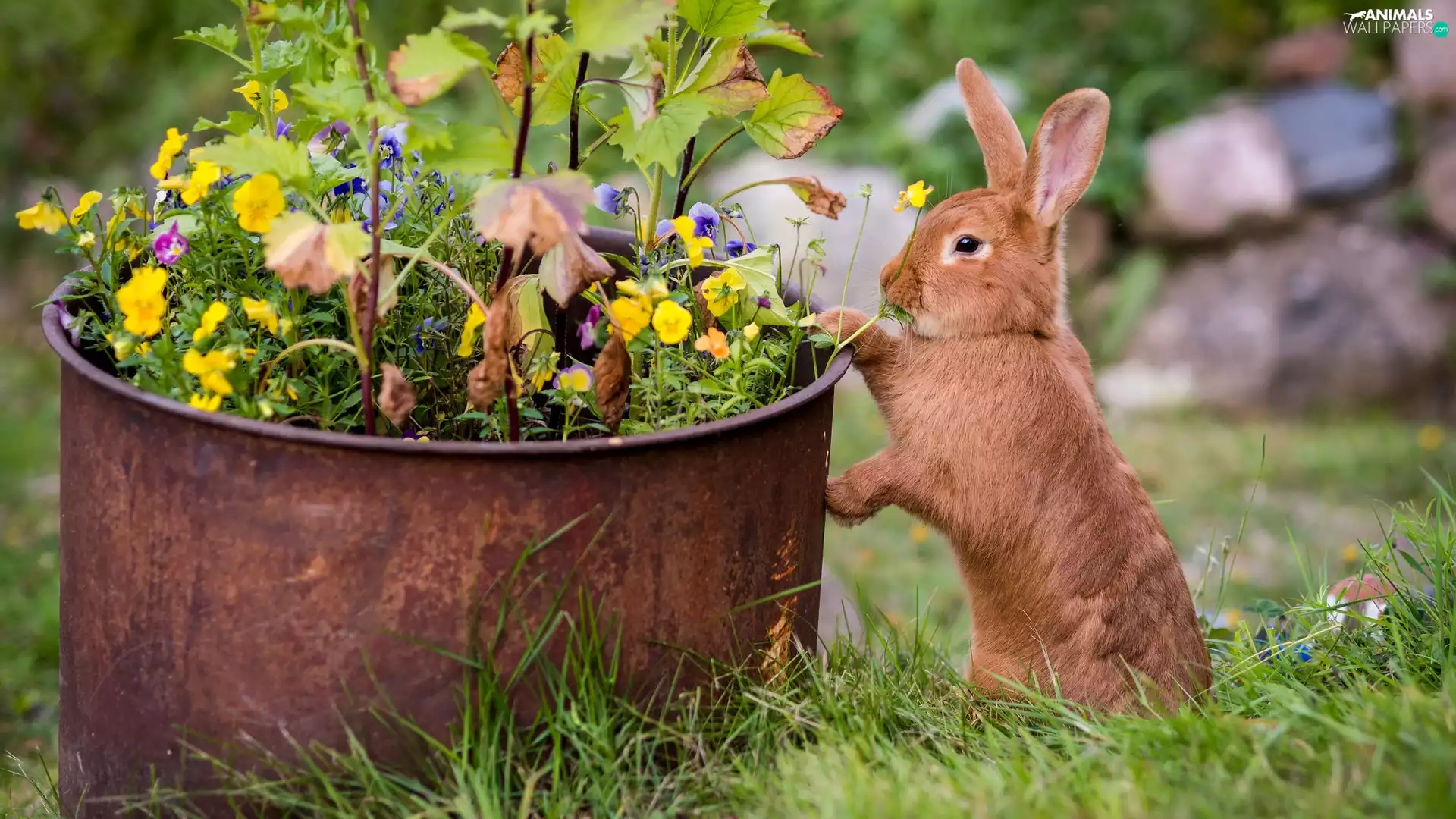 Plants, Brown, Rabbit