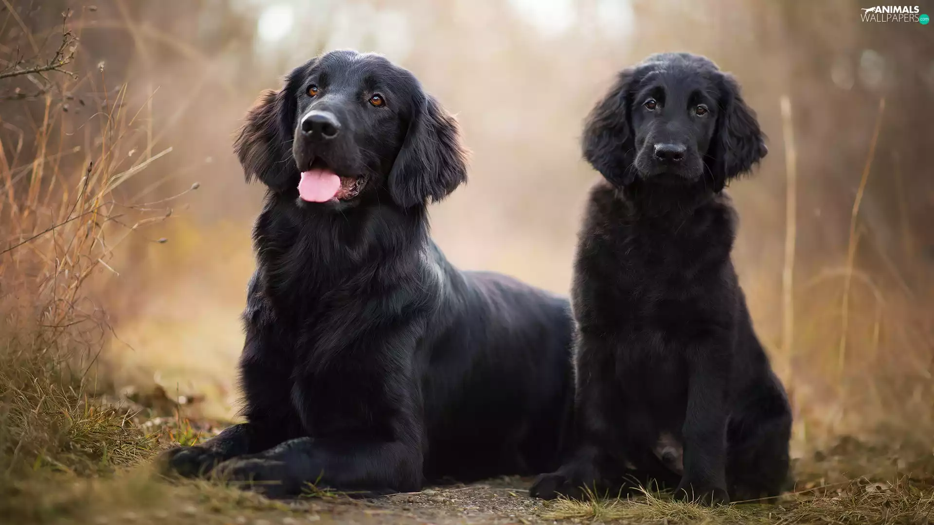 Flat coated retriever, Plants, adult, Puppy, dog