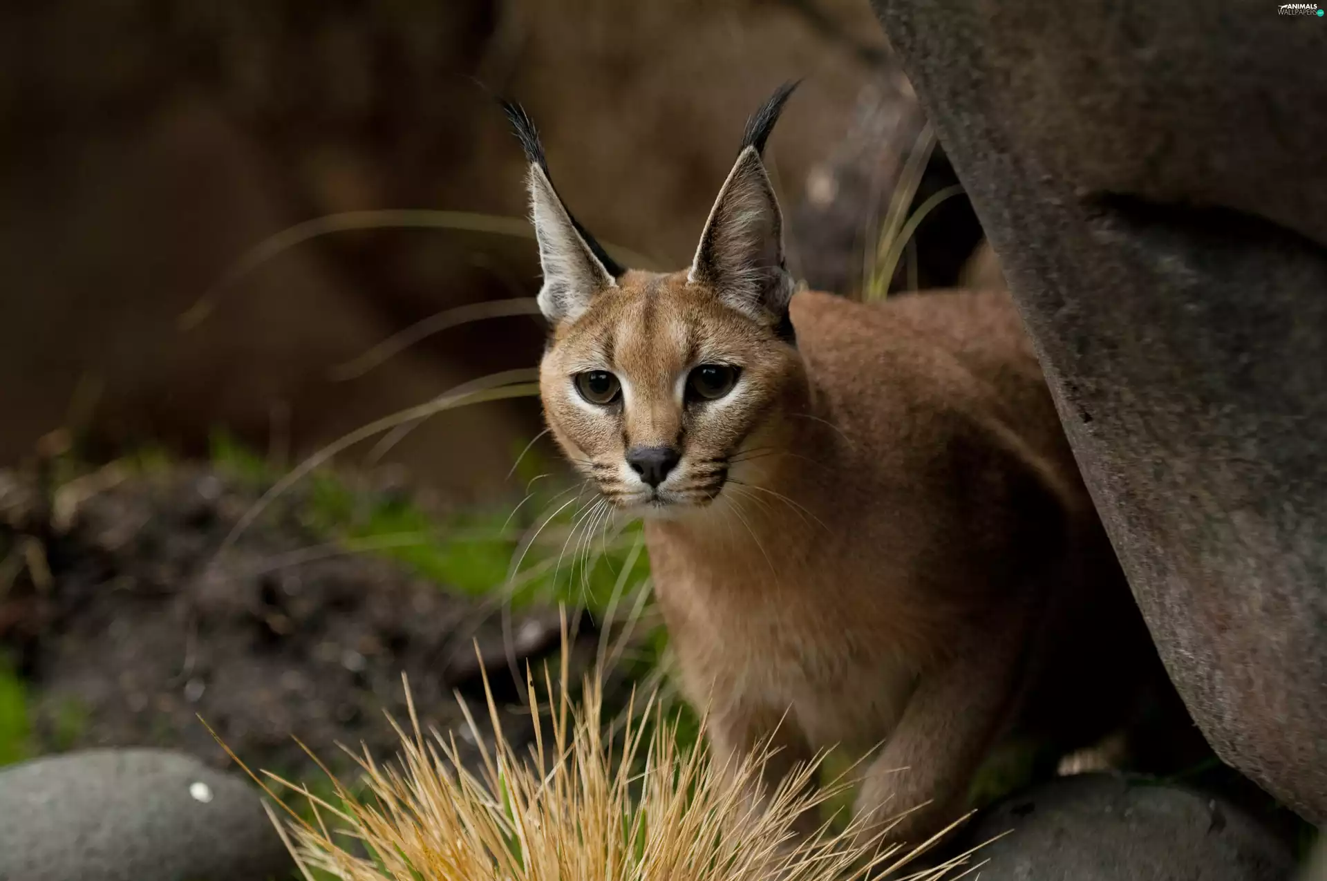Plants, Caracal, Rocks