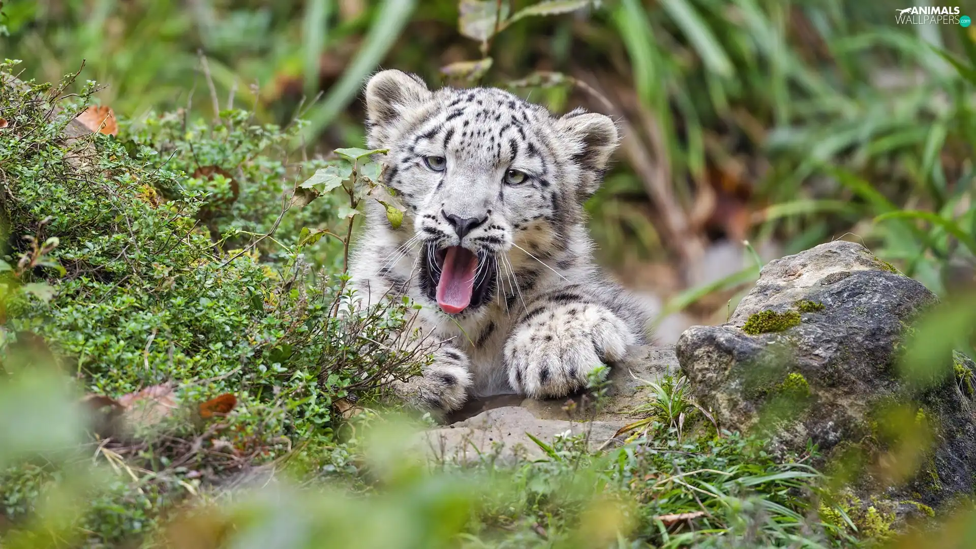 yawning, Plants, Rocks, snow leopard