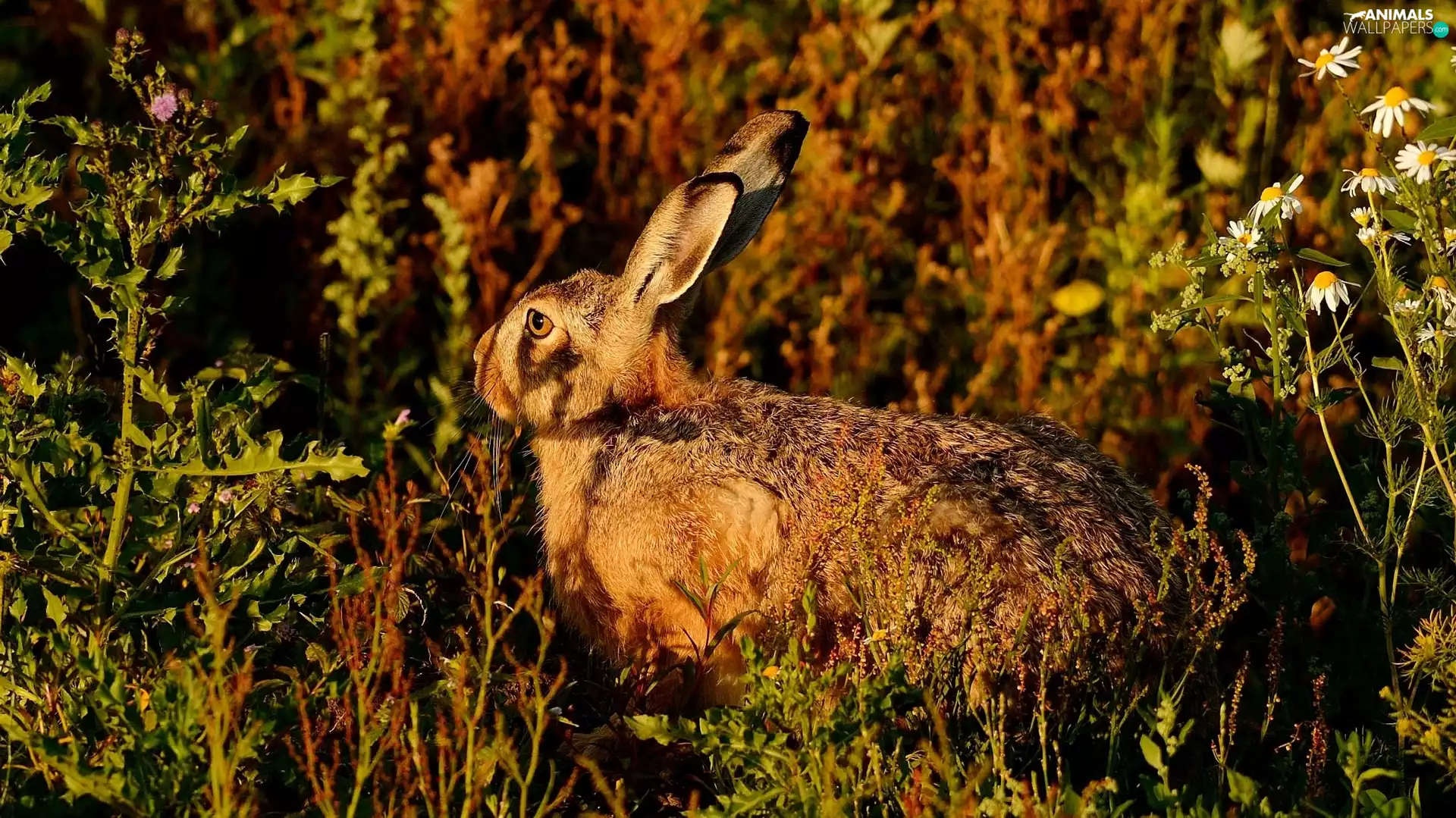 shadows, Wild Rabbit, plants