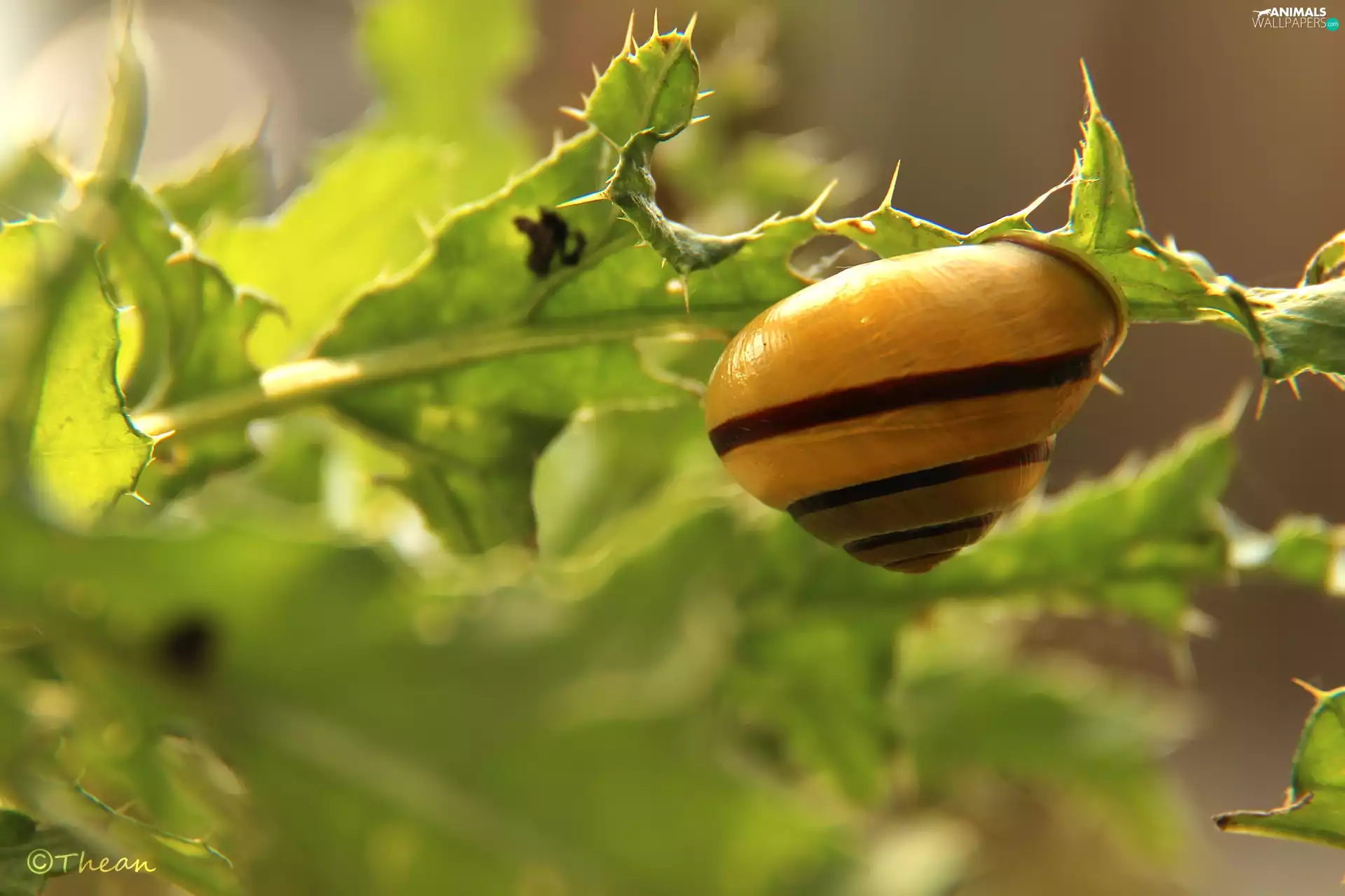 Plants, snail, shell