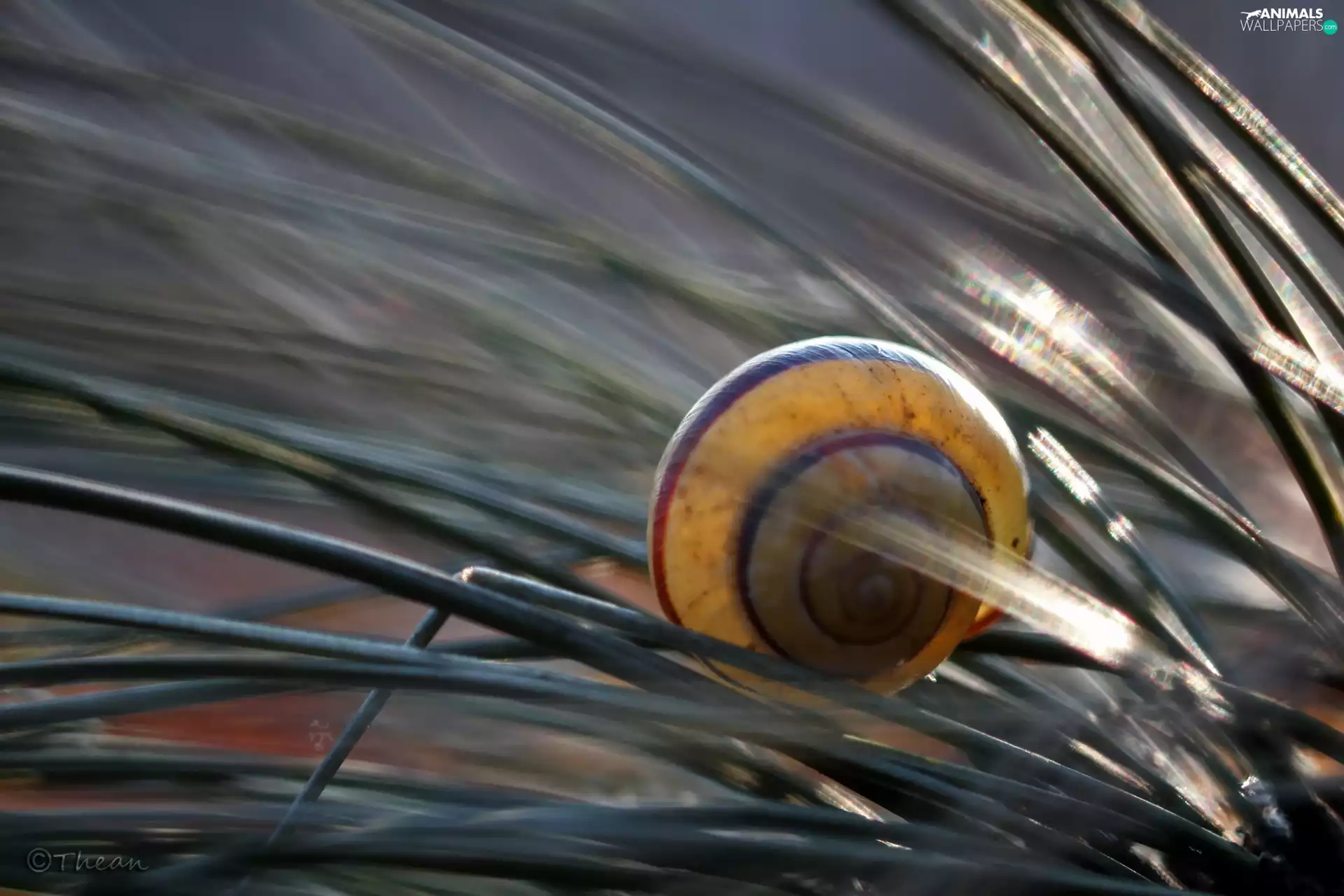 Plants, shell, snail