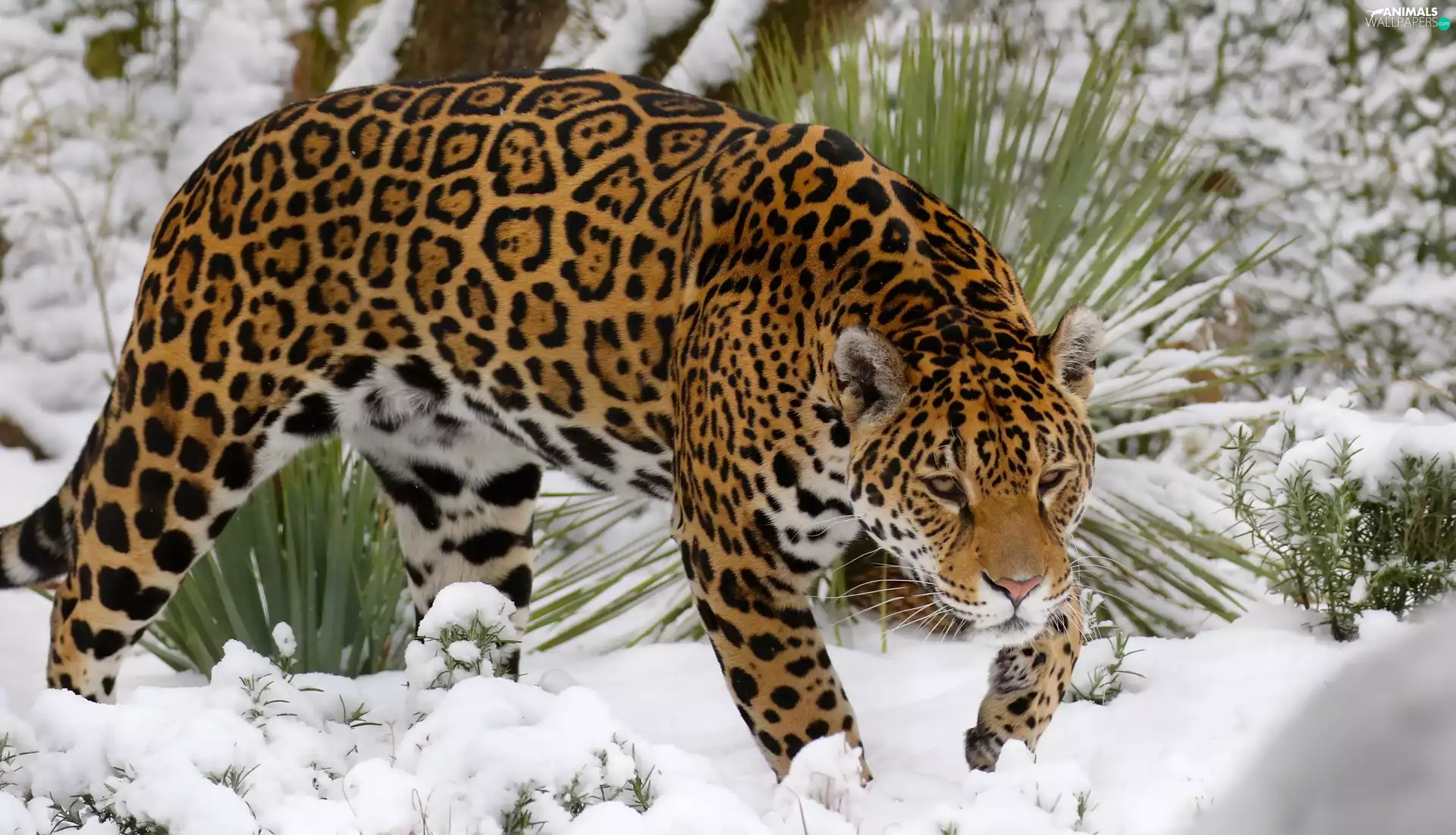 Plants, Jaguar, snow