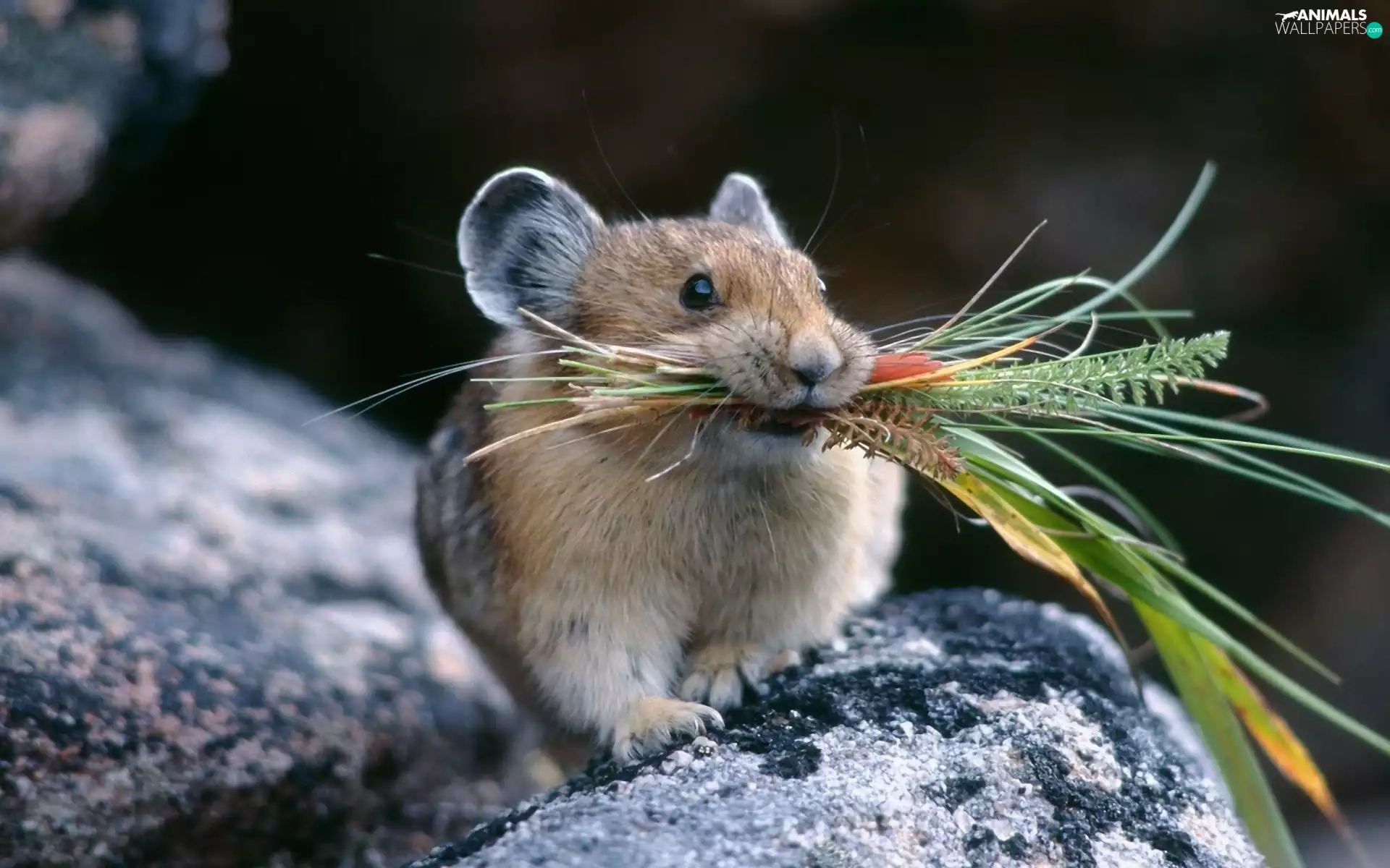 Plants, mouse, Stone