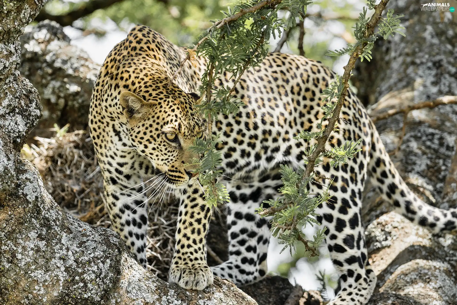 plants, Leopards, Stones