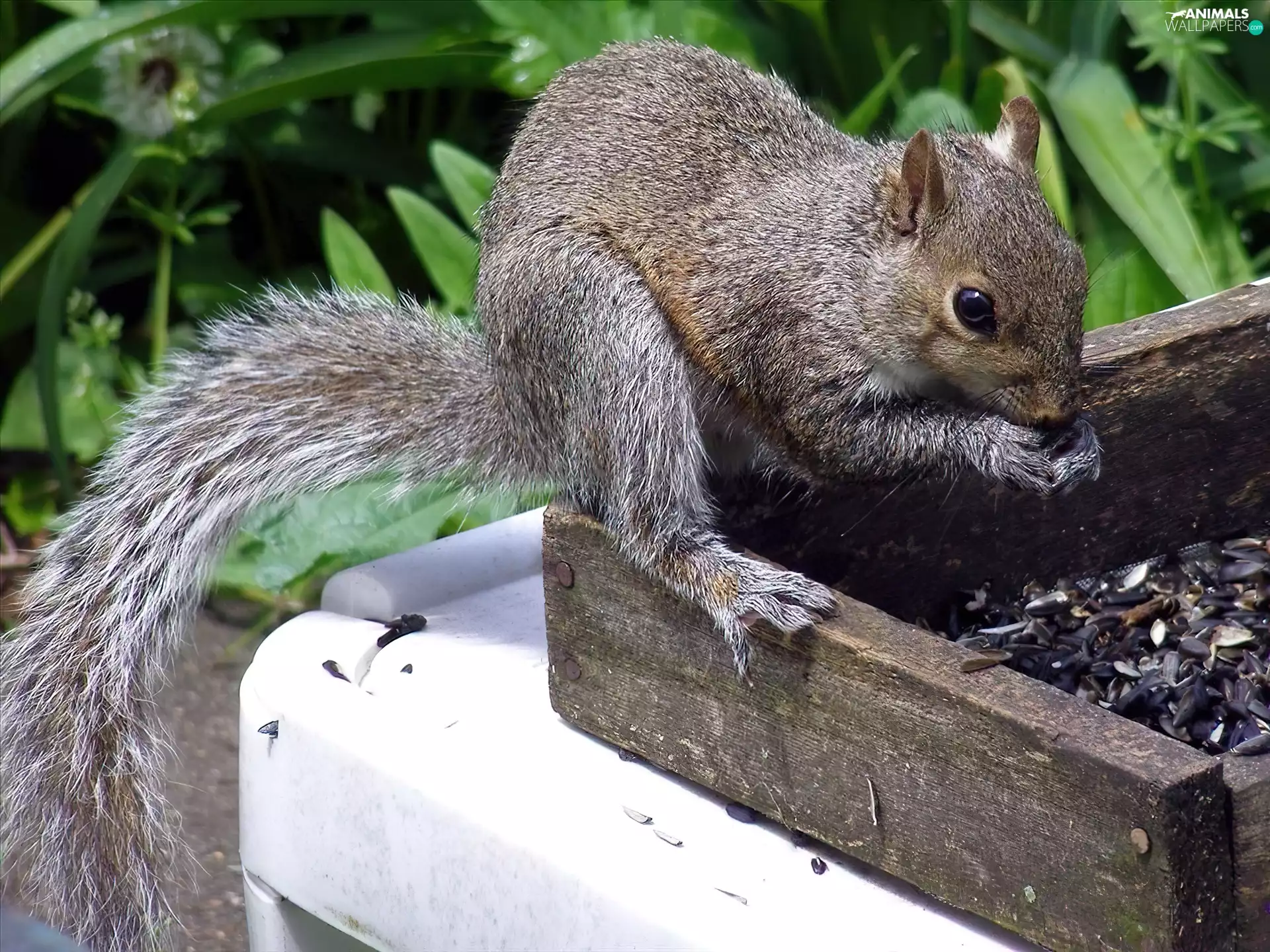 Plants, squirrel, Sunflower