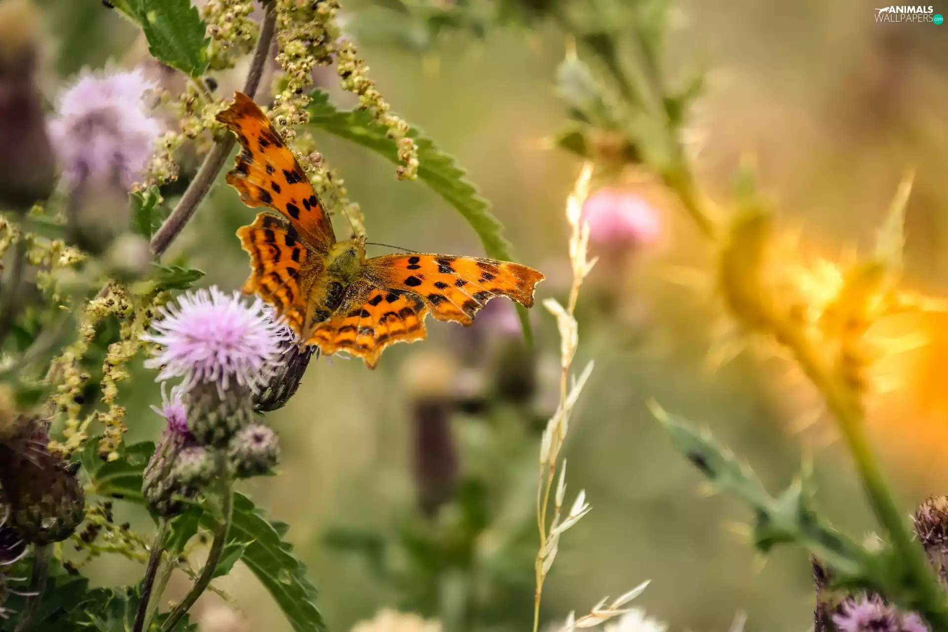 butterfly, Plants, teasel, Mermaid Ceik