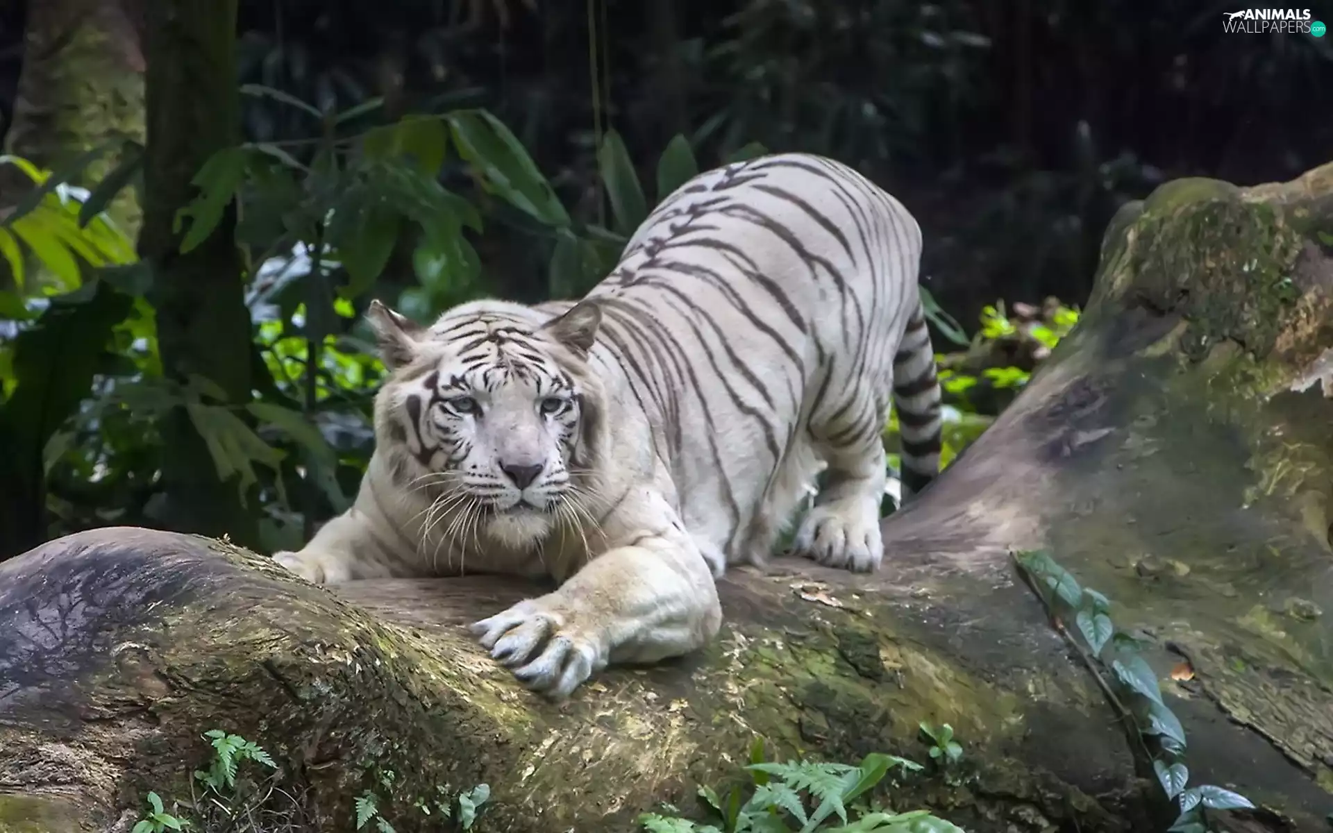 forest, Plants, tiger, rocks, White