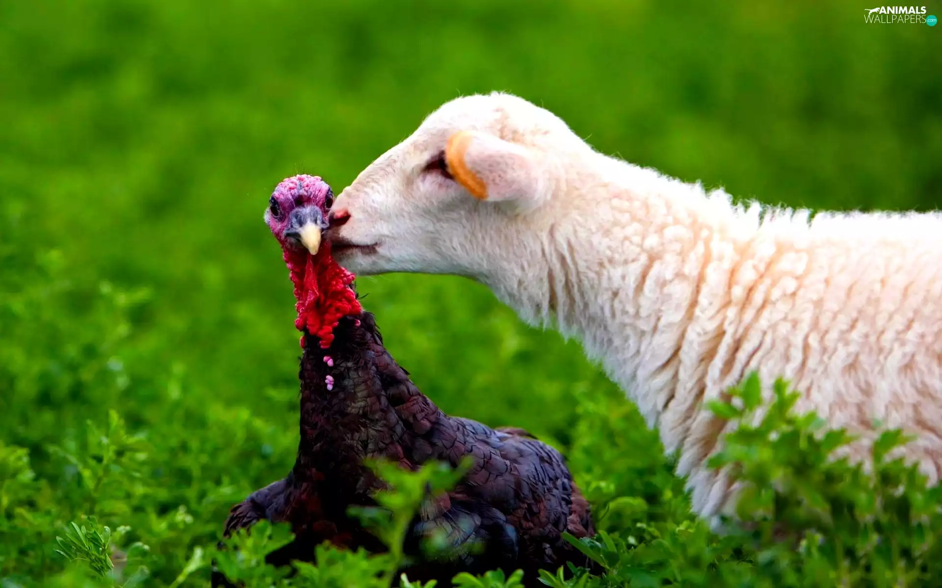Plants, sheep, turkey