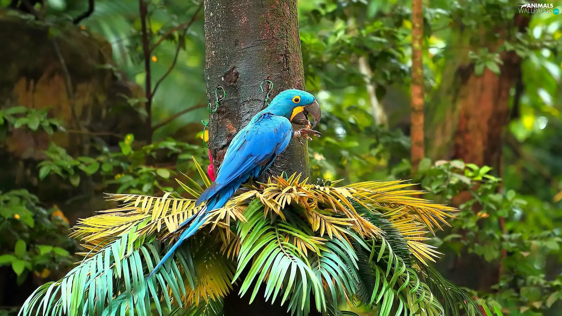 parrot, Plants, Twigs, Hyacinth Macaw