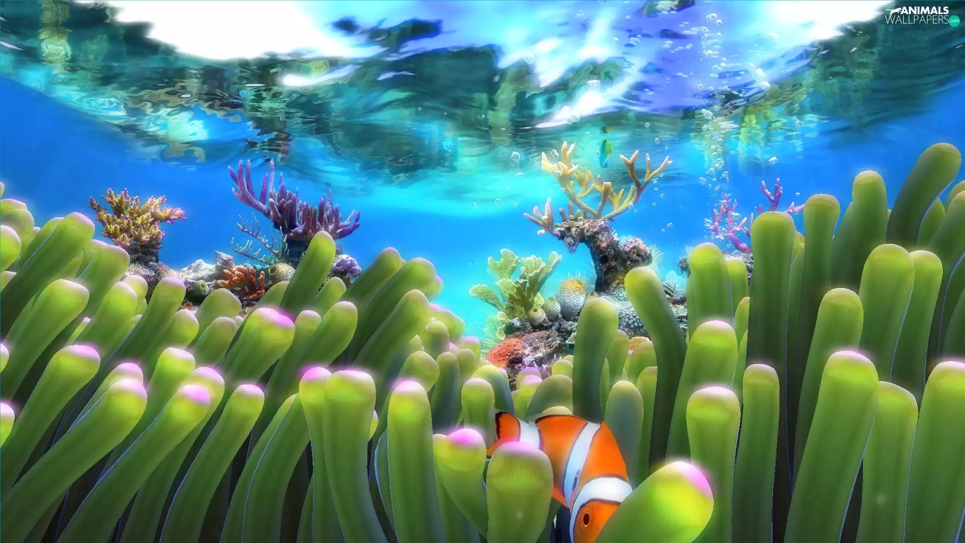 underwater, Clown, cay, Plants