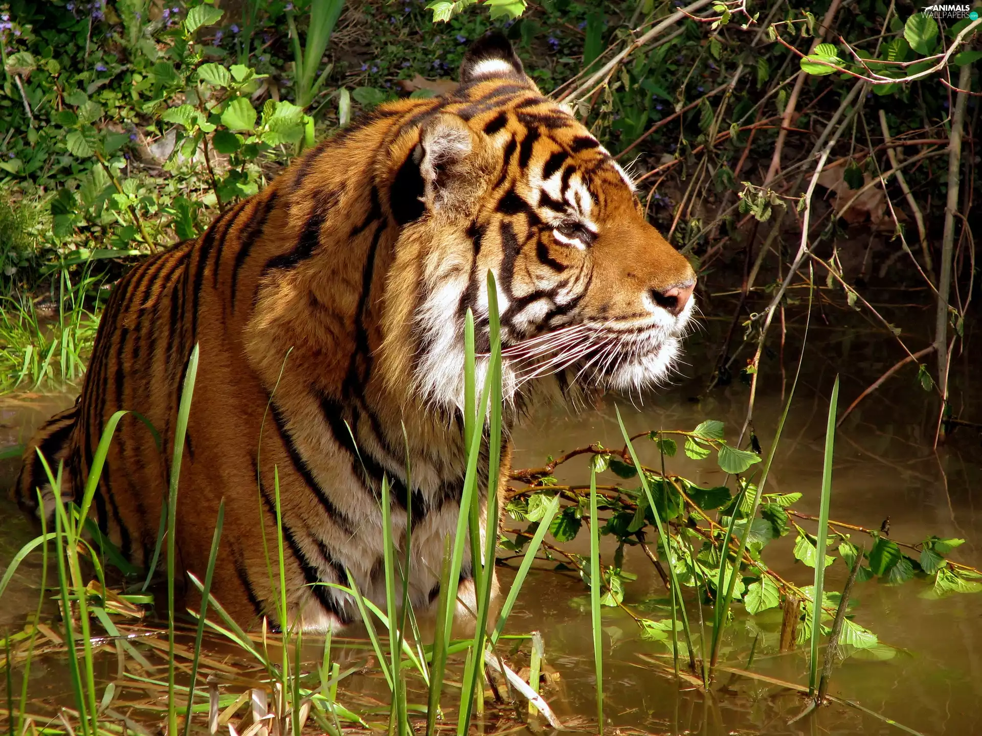 Plants, tiger, water