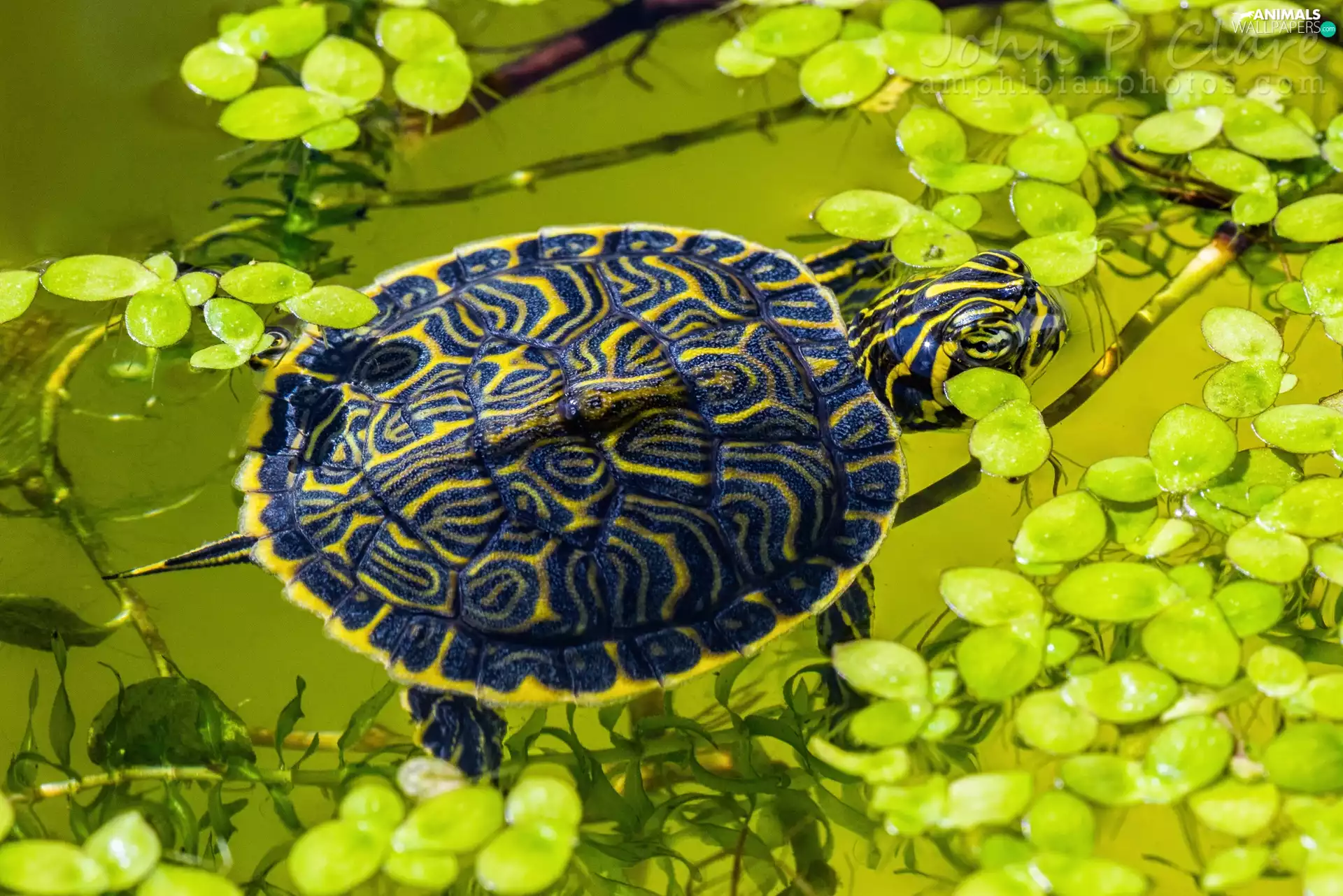 Plants, Turtle, water