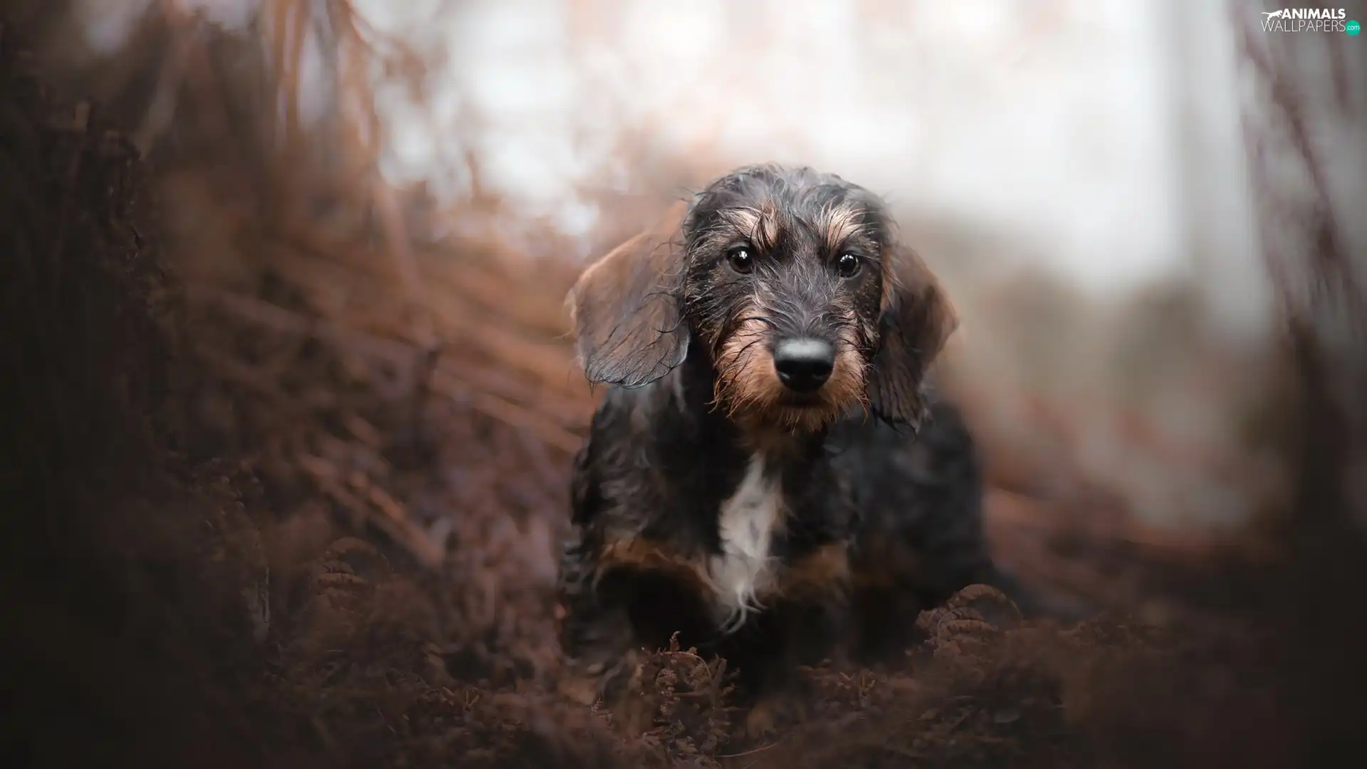 dog, muzzle, Plants, Wirehaired Dachshund