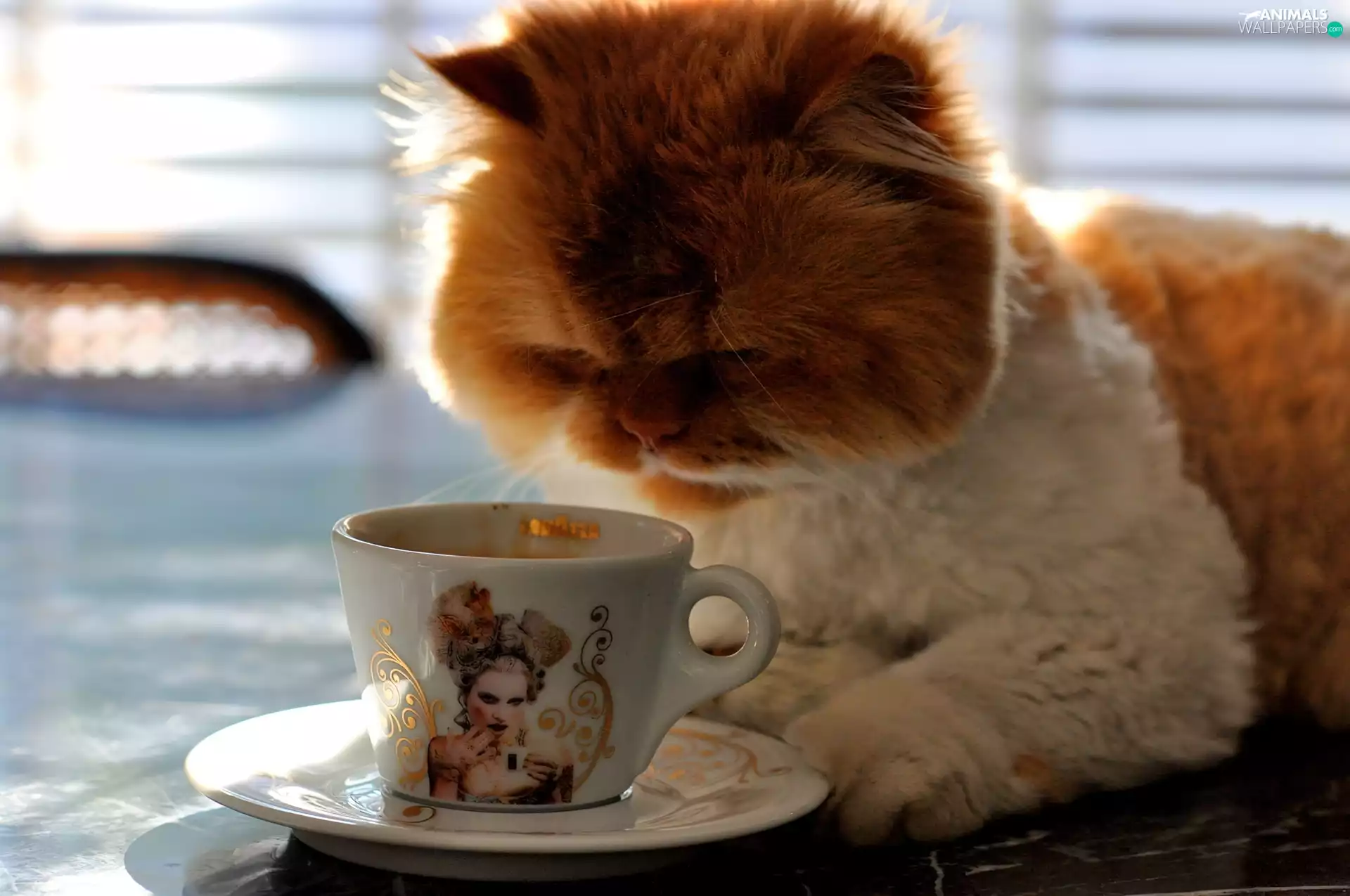 cup, plate, White, cat, russet
