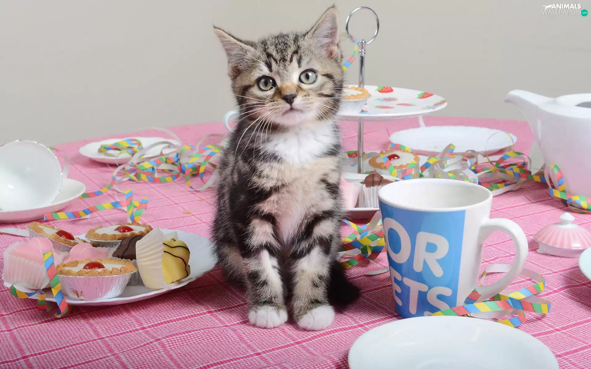 Muffins, Plates, cat, Cup, small