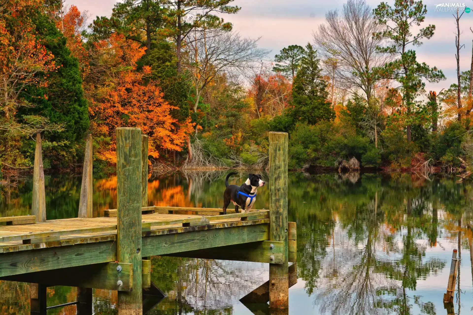 dog, Pond - car, Platform