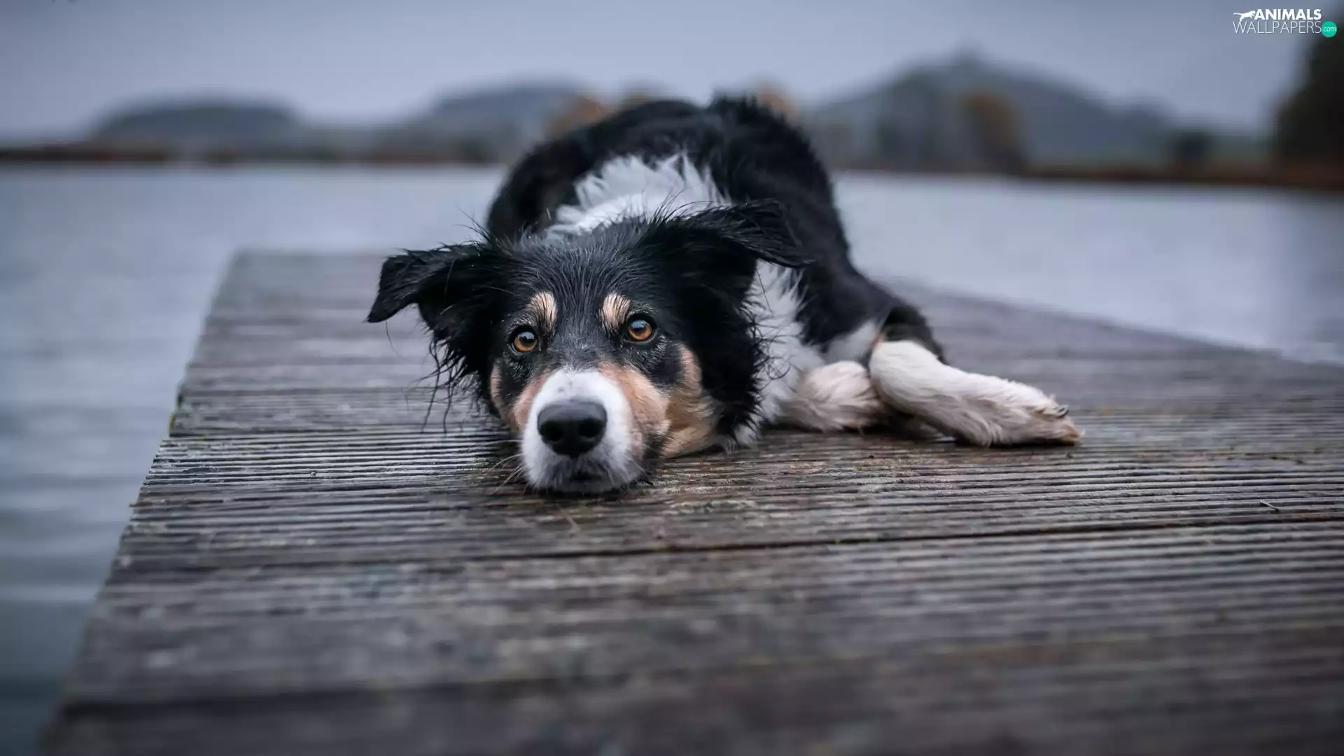 Platform, dog, muzzle