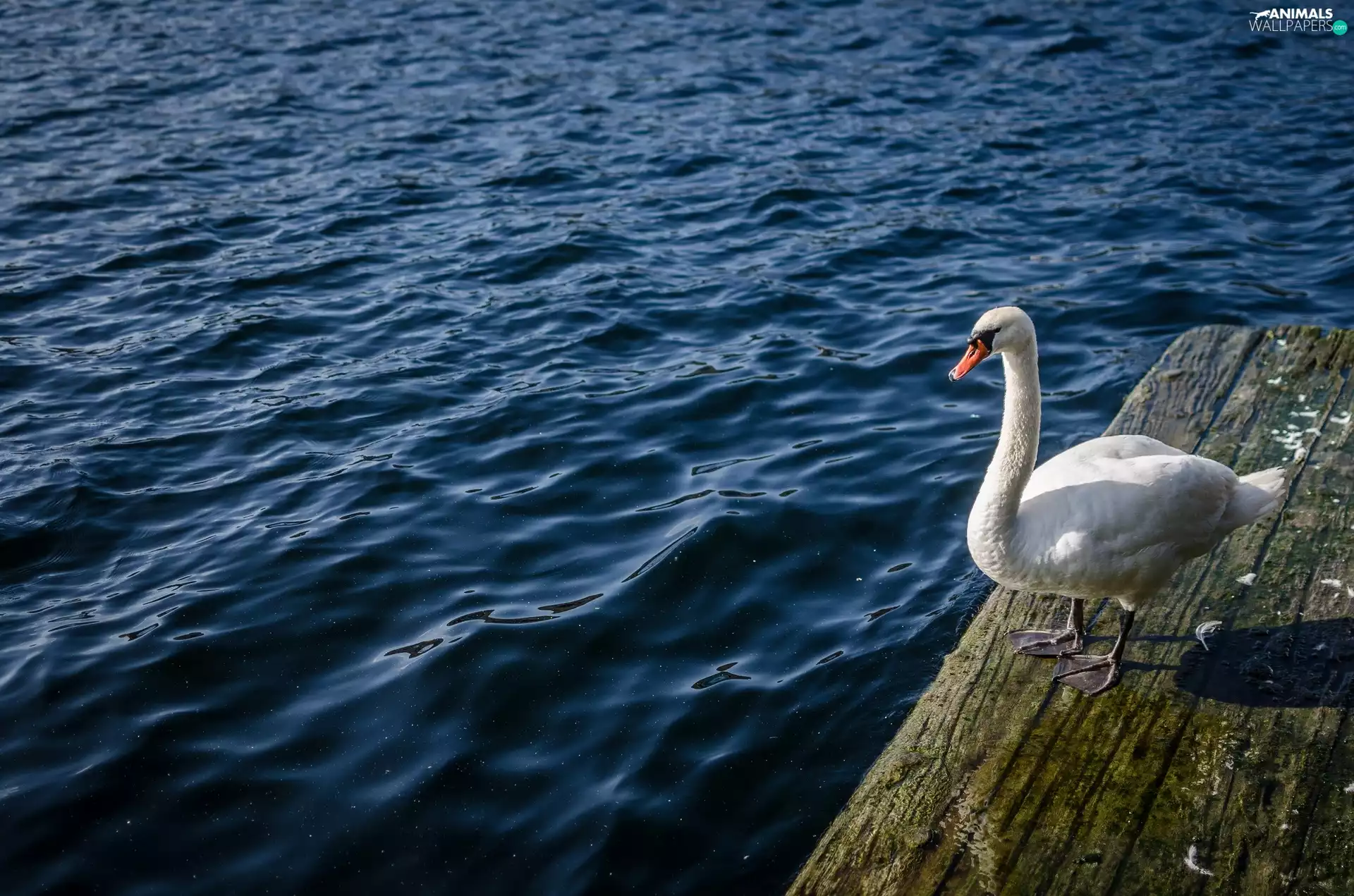 Platform, Swans, water