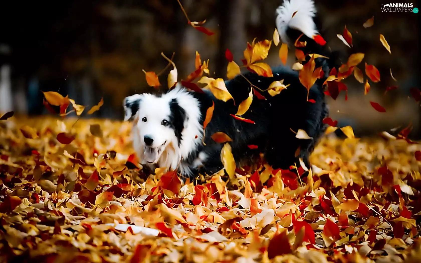 play, dog, autumn
