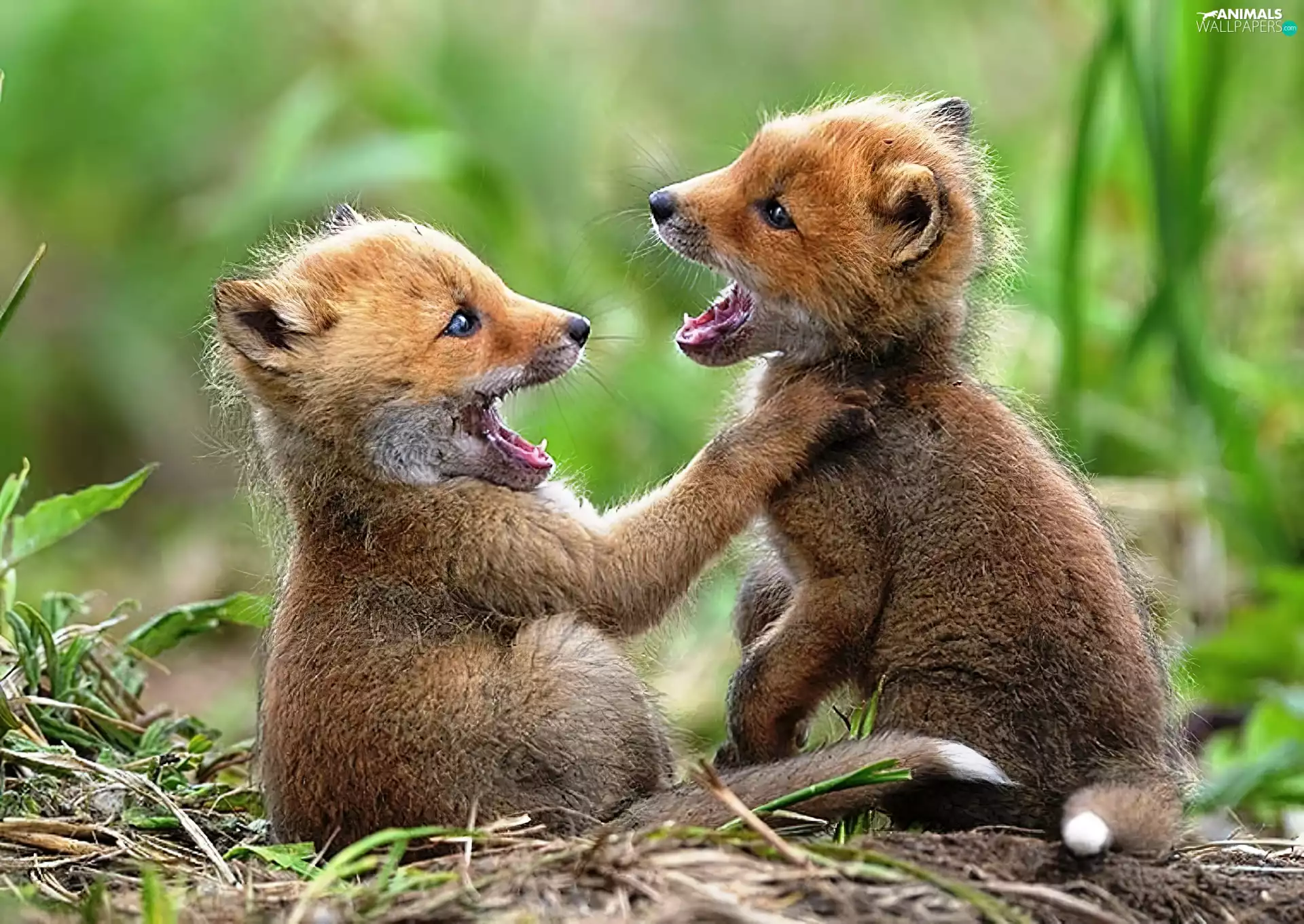 Two cars, foxes, play, little doggies