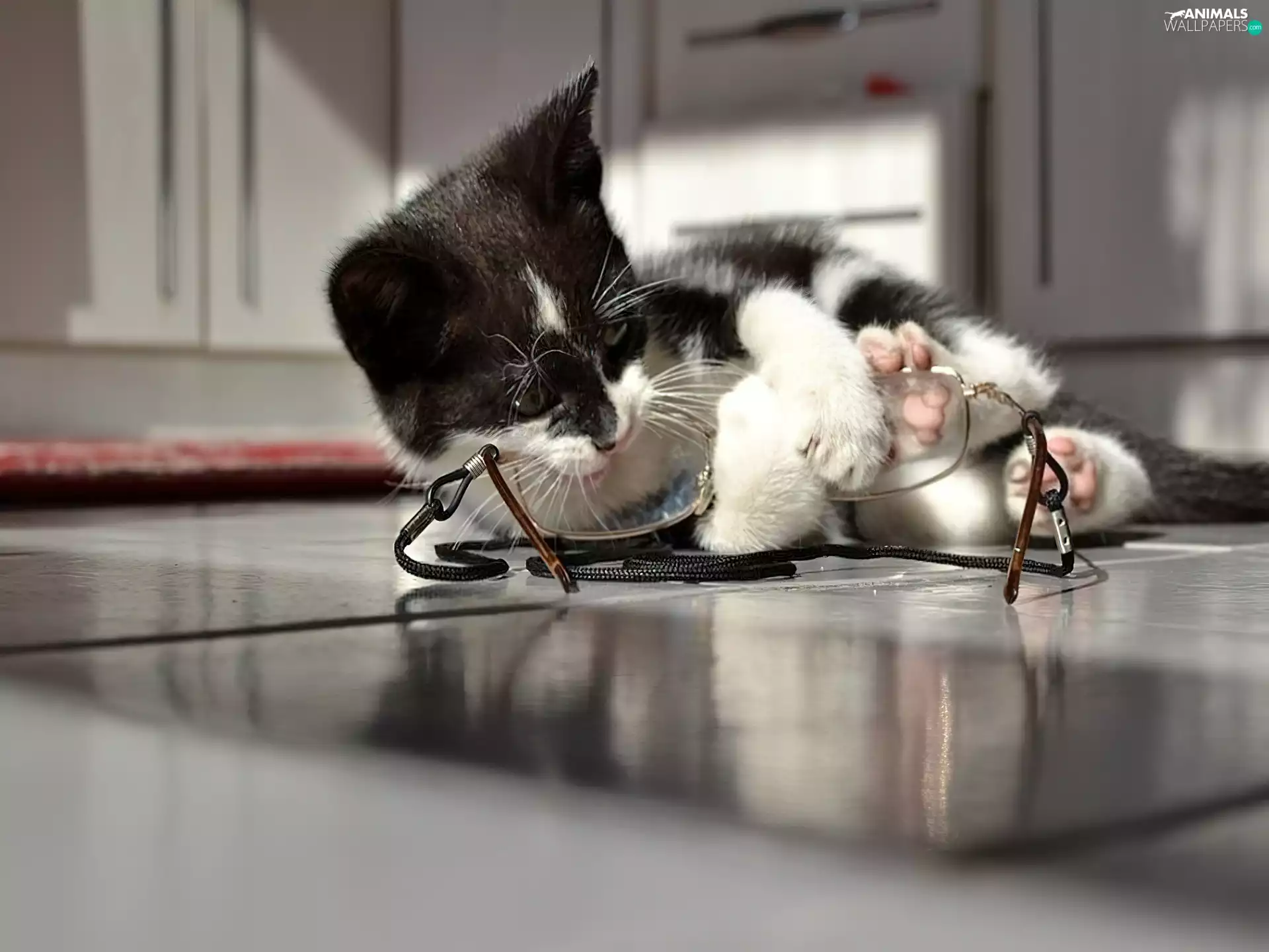 play, kitten, Glasses