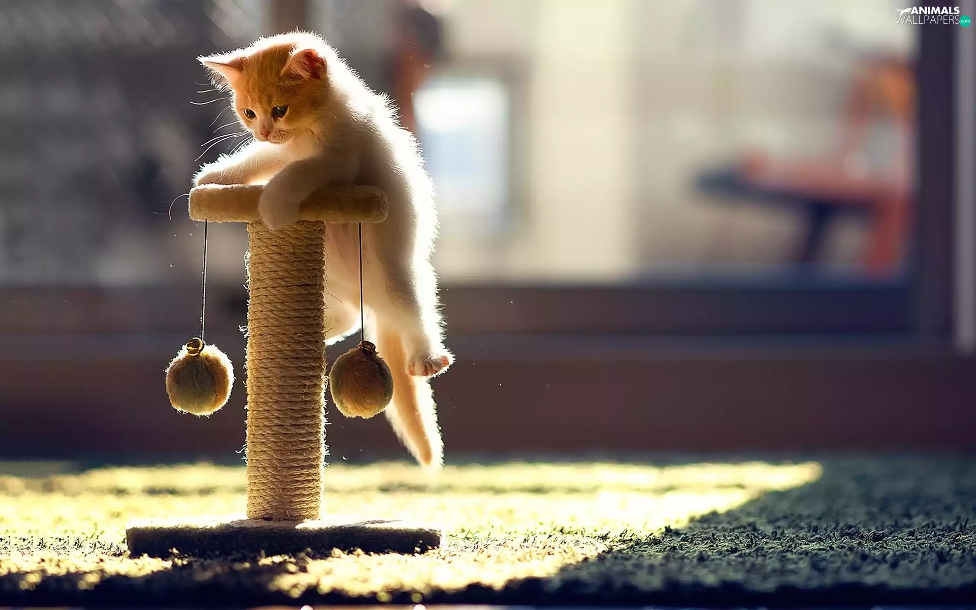 play, small, kitten