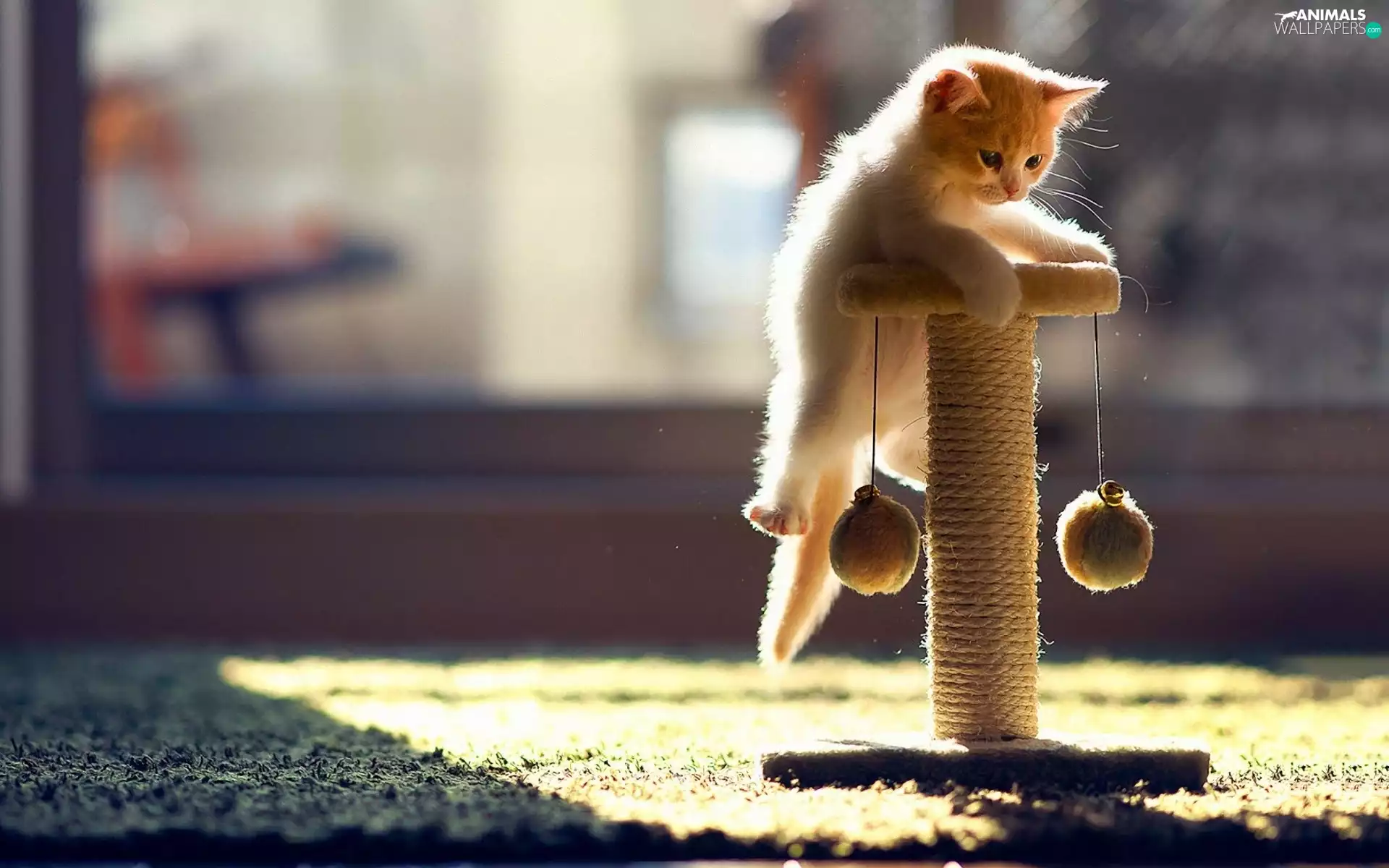 play, small, kitty