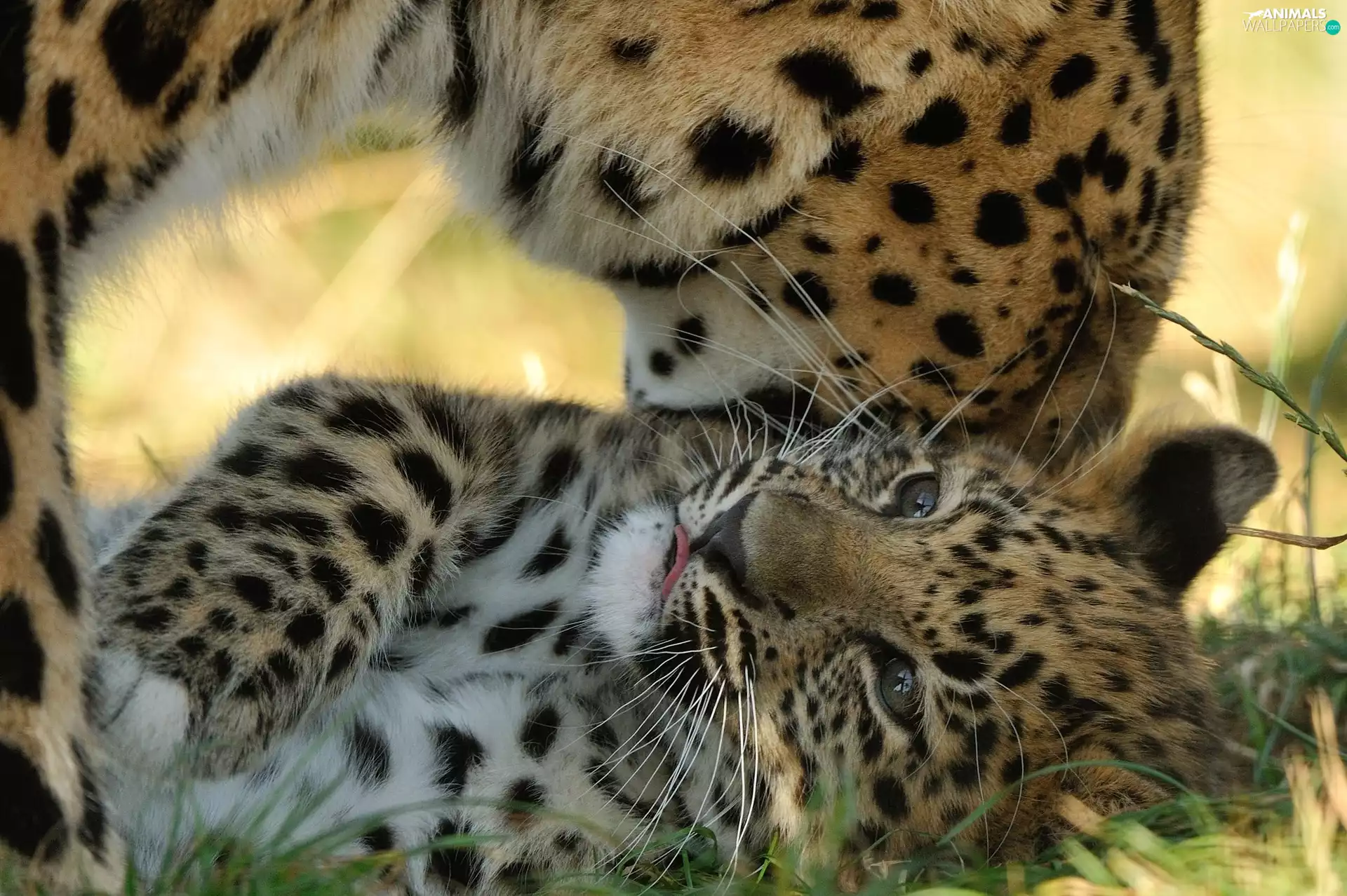 play, small, Leopards