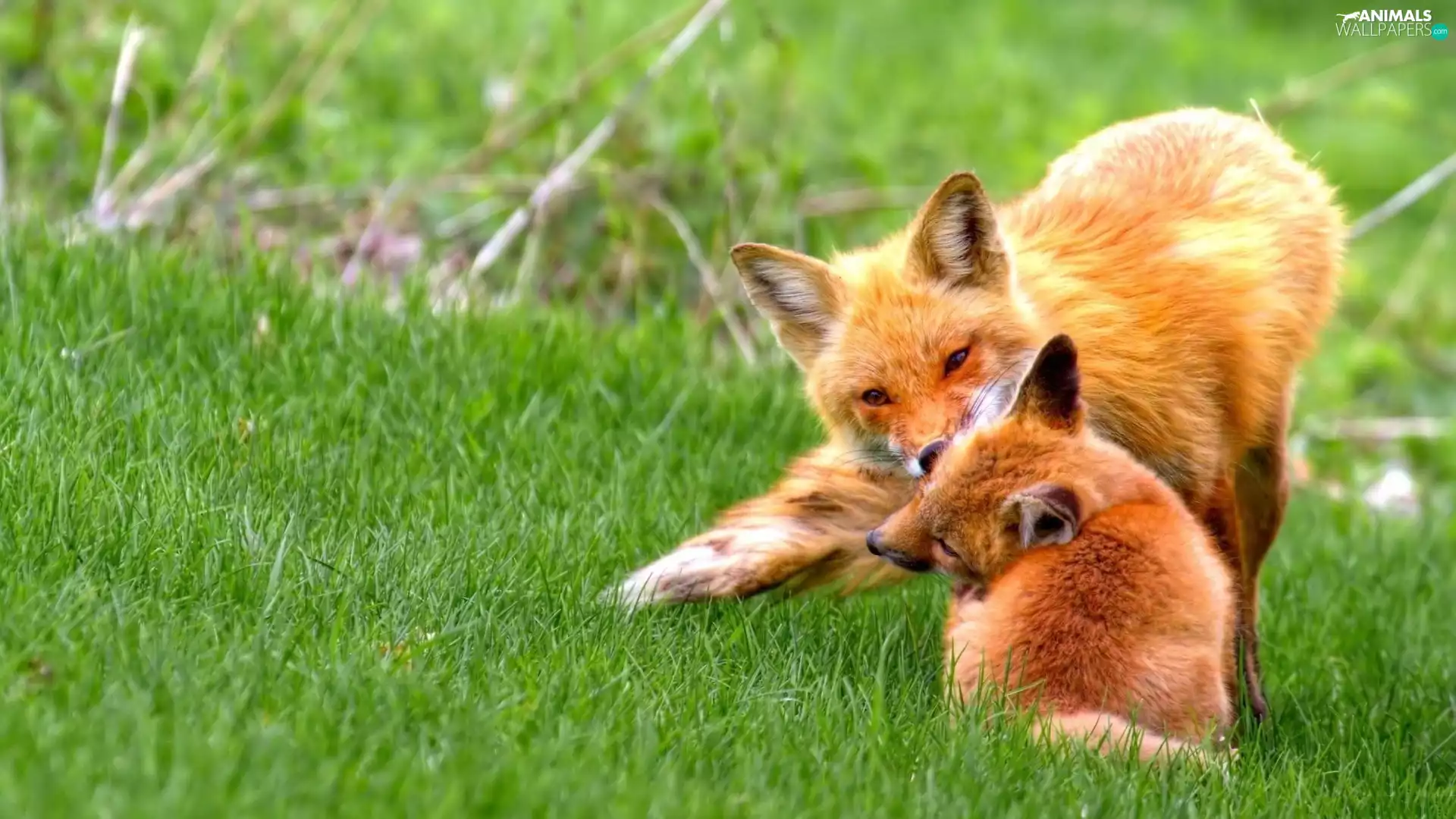 play, foxes, Meadow