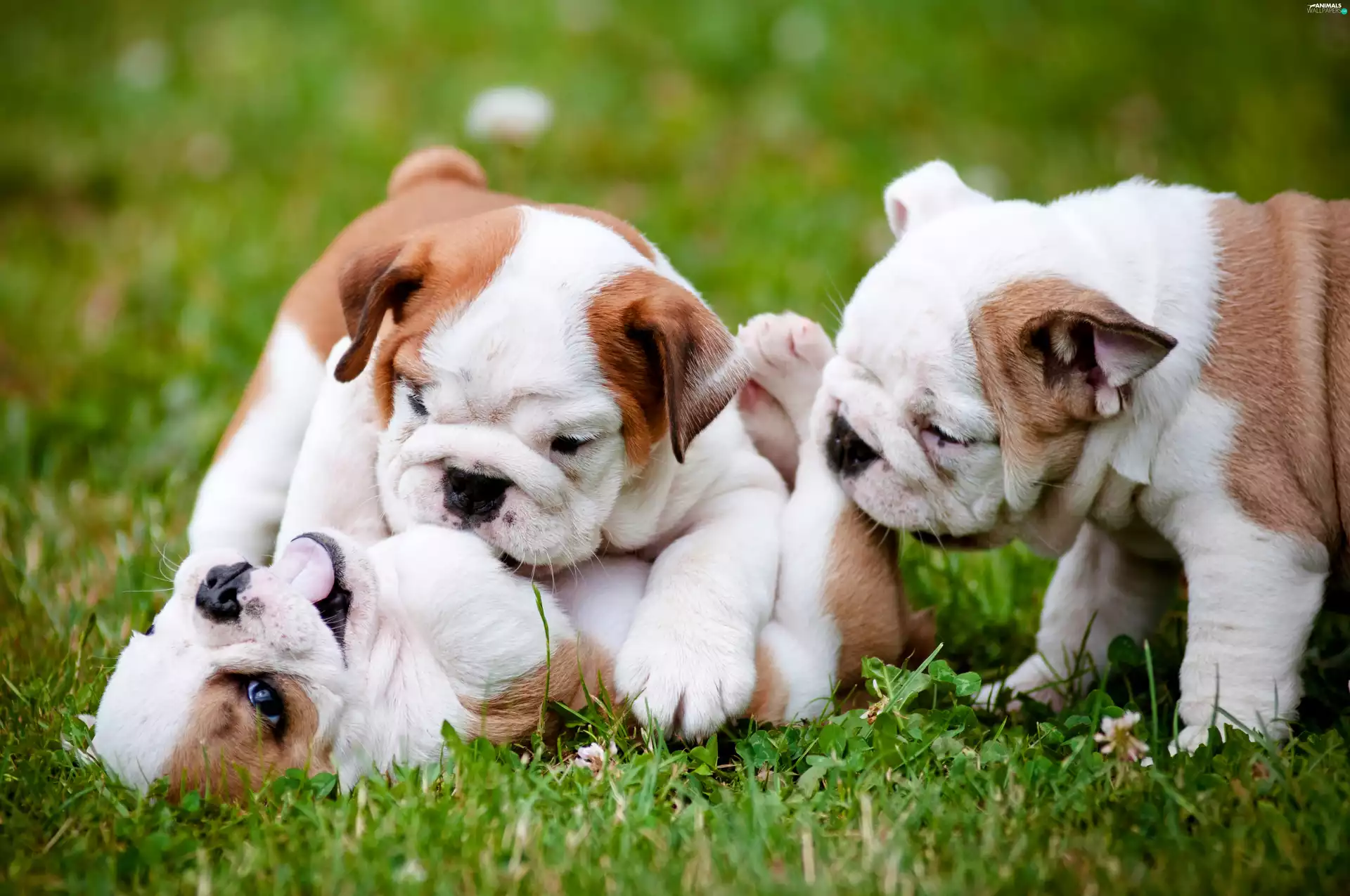 Bulldogs, Three, Meadow, play, English, Puppies