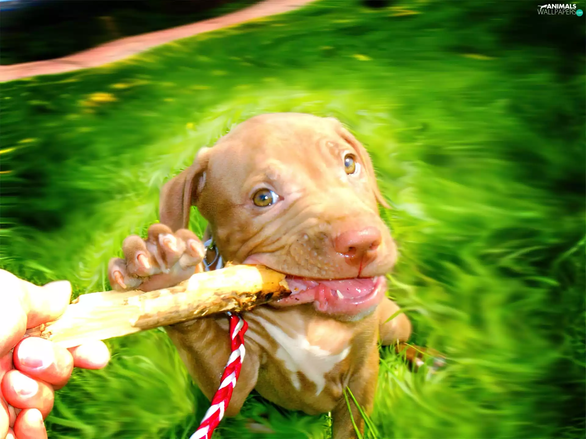 play, Amstaff, stick