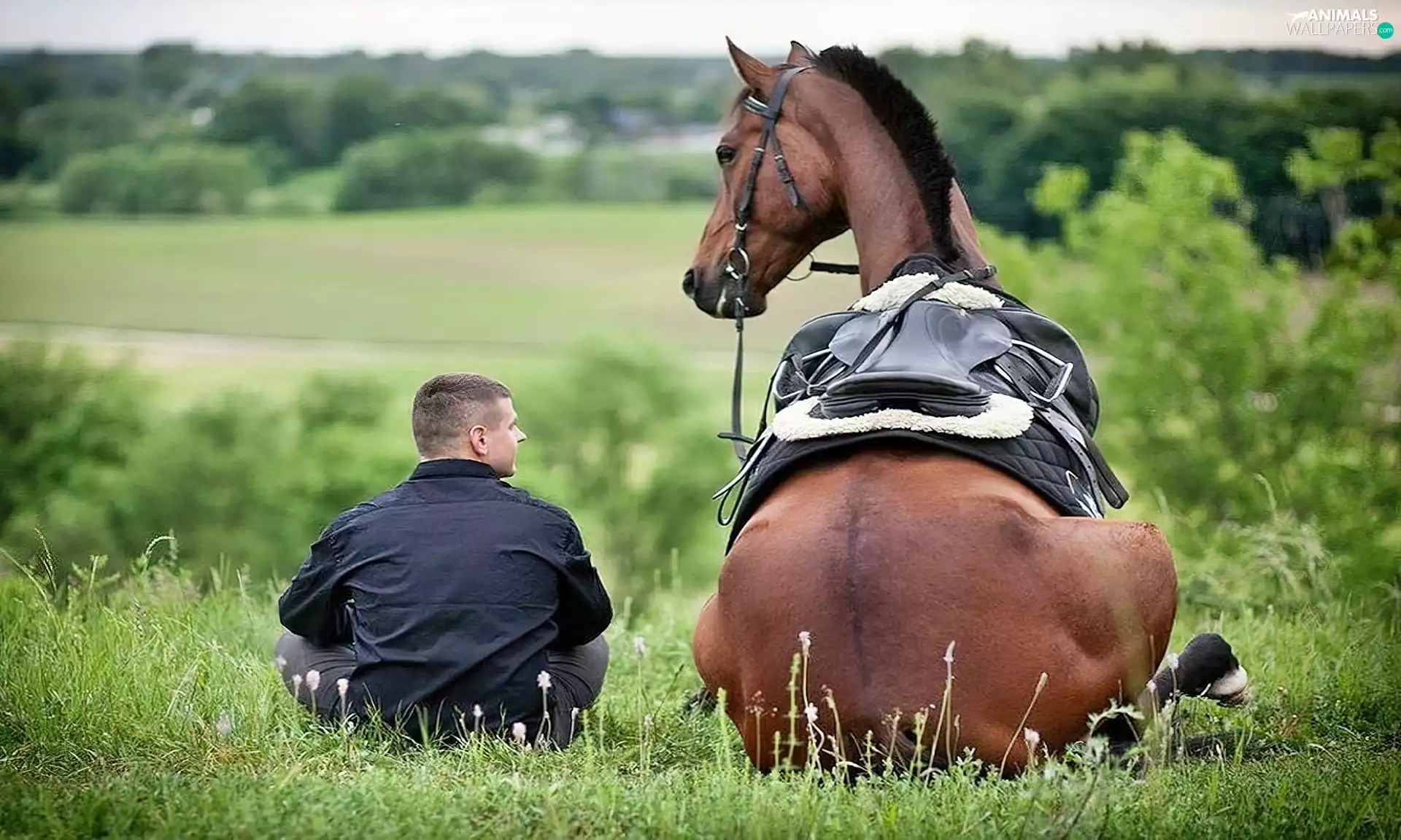 Plein, Horse, resting