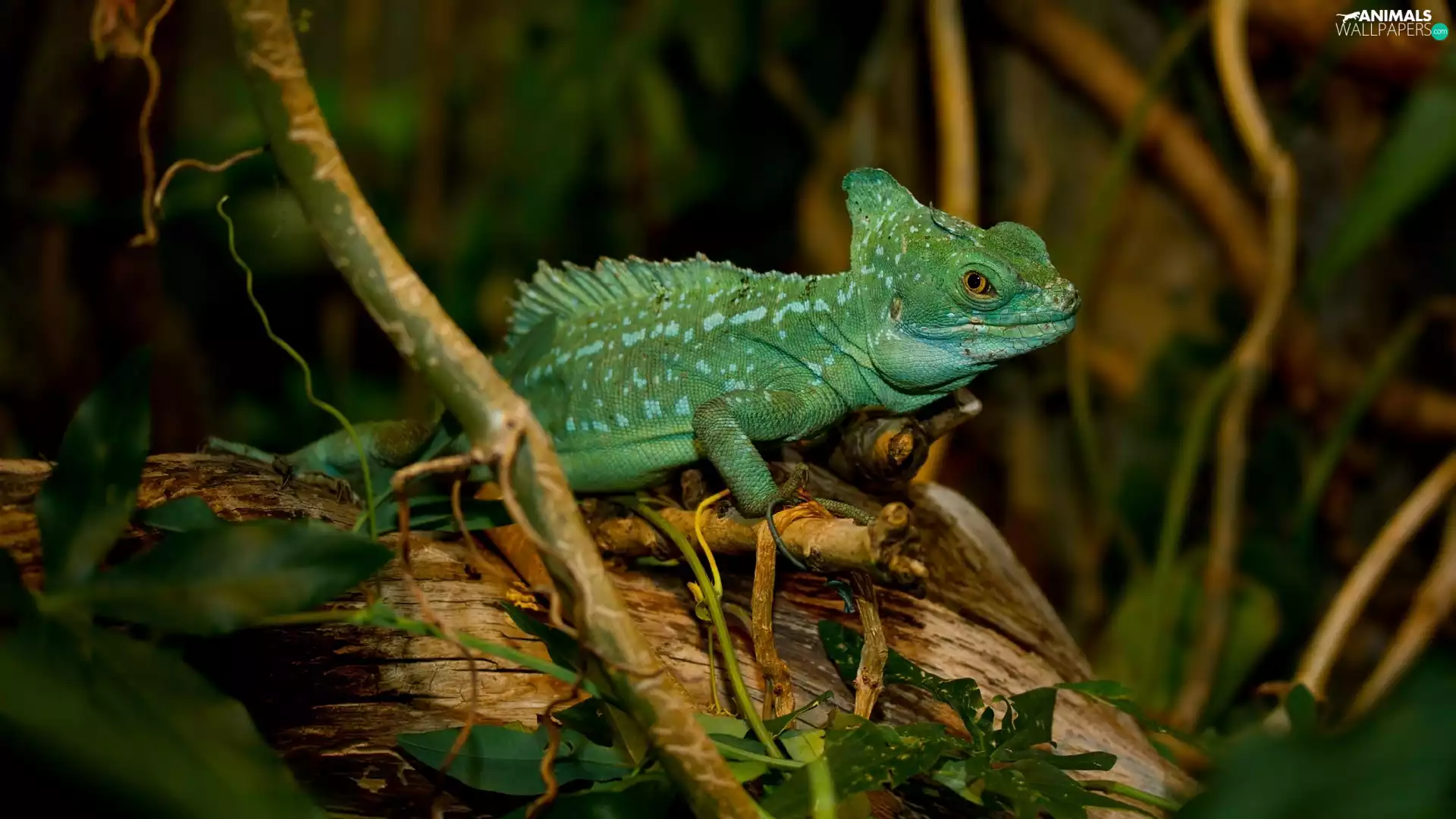 Plumed Basilisk, Plants