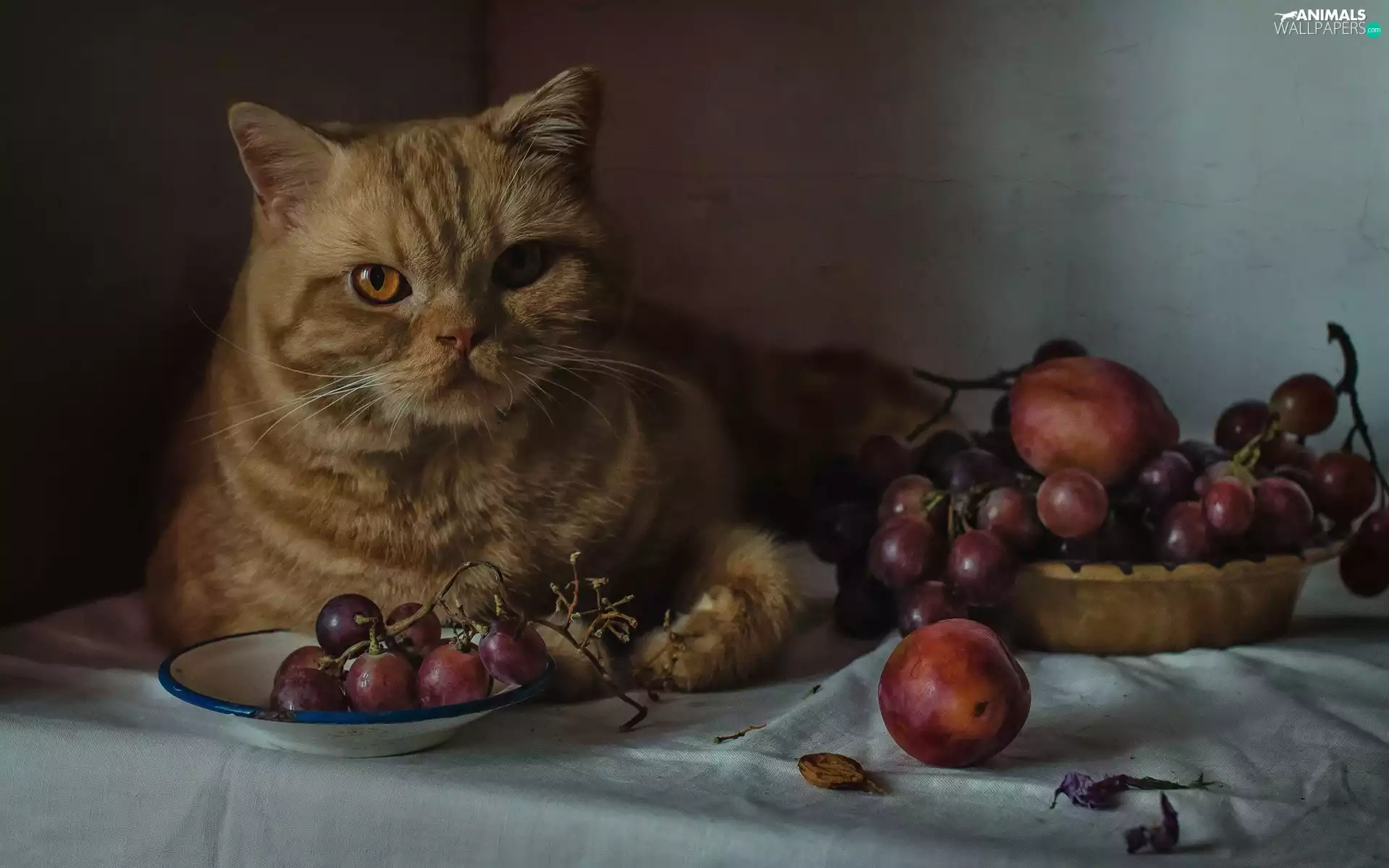 cat, Table, Grapes, plums, Fruits, cloth