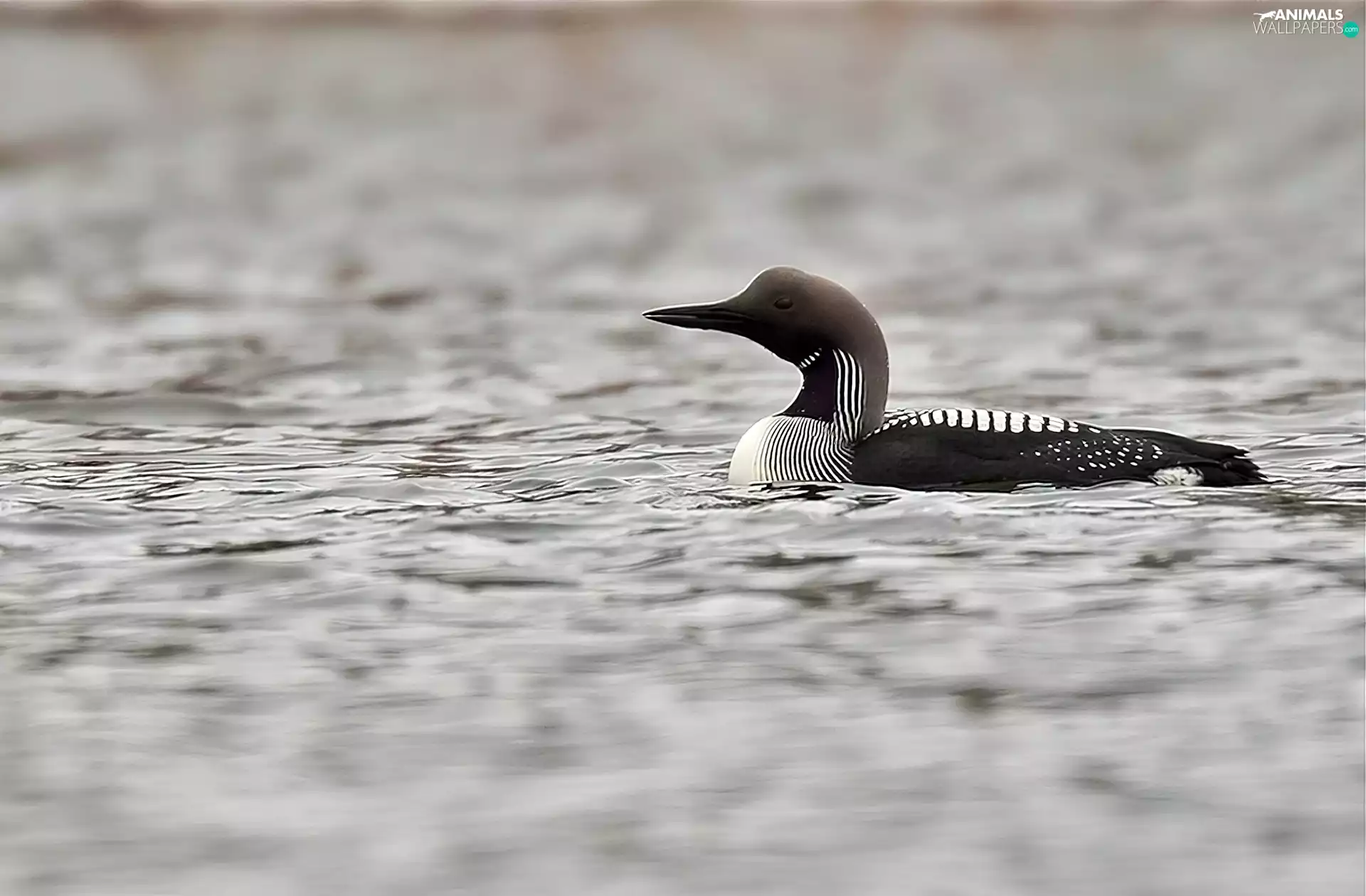 lake, plunge, black-throated loon